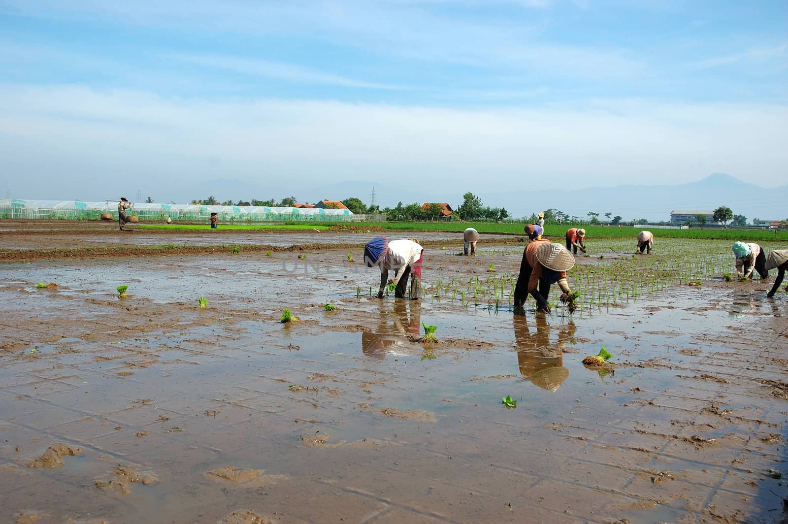 farmer get planting paddies in their own ricefield