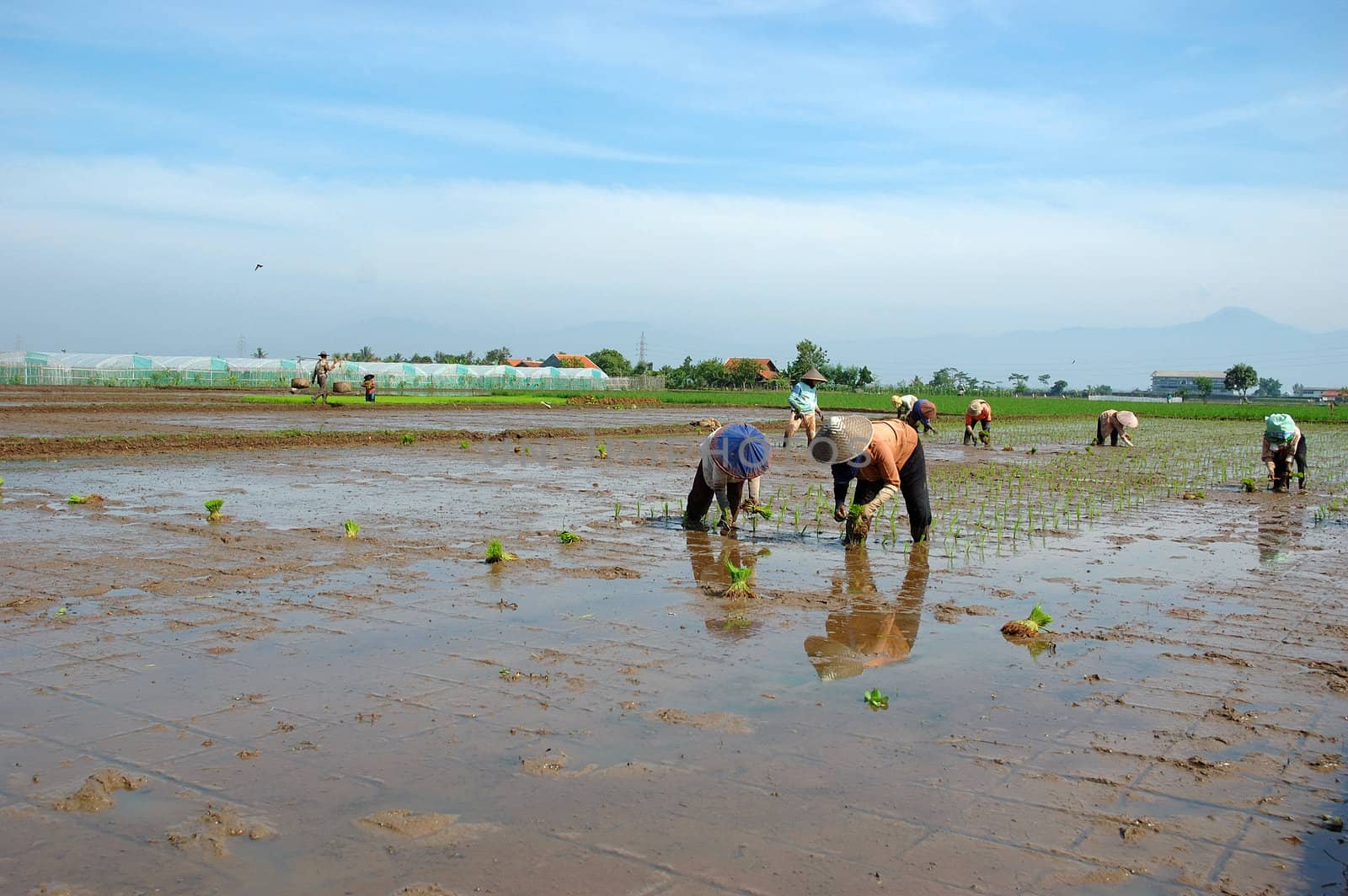 farmer get planting paddies in their own ricefield