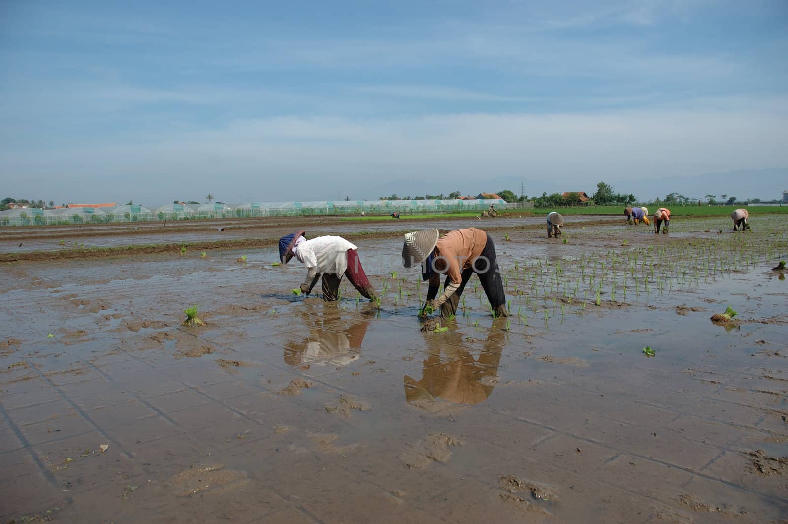 farmer get planting paddies in their own ricefield