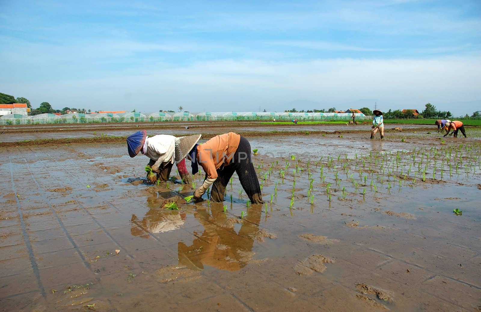 farmer get planting paddies in their own ricefield