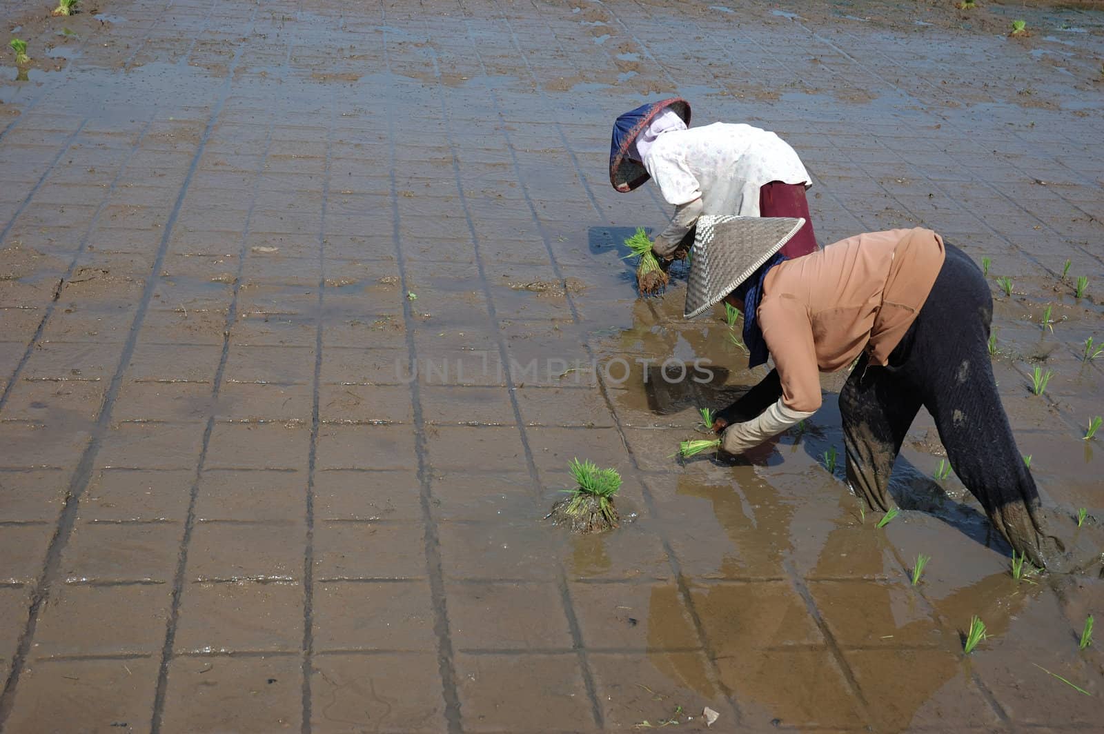 farmer get planting paddies in their own ricefield
