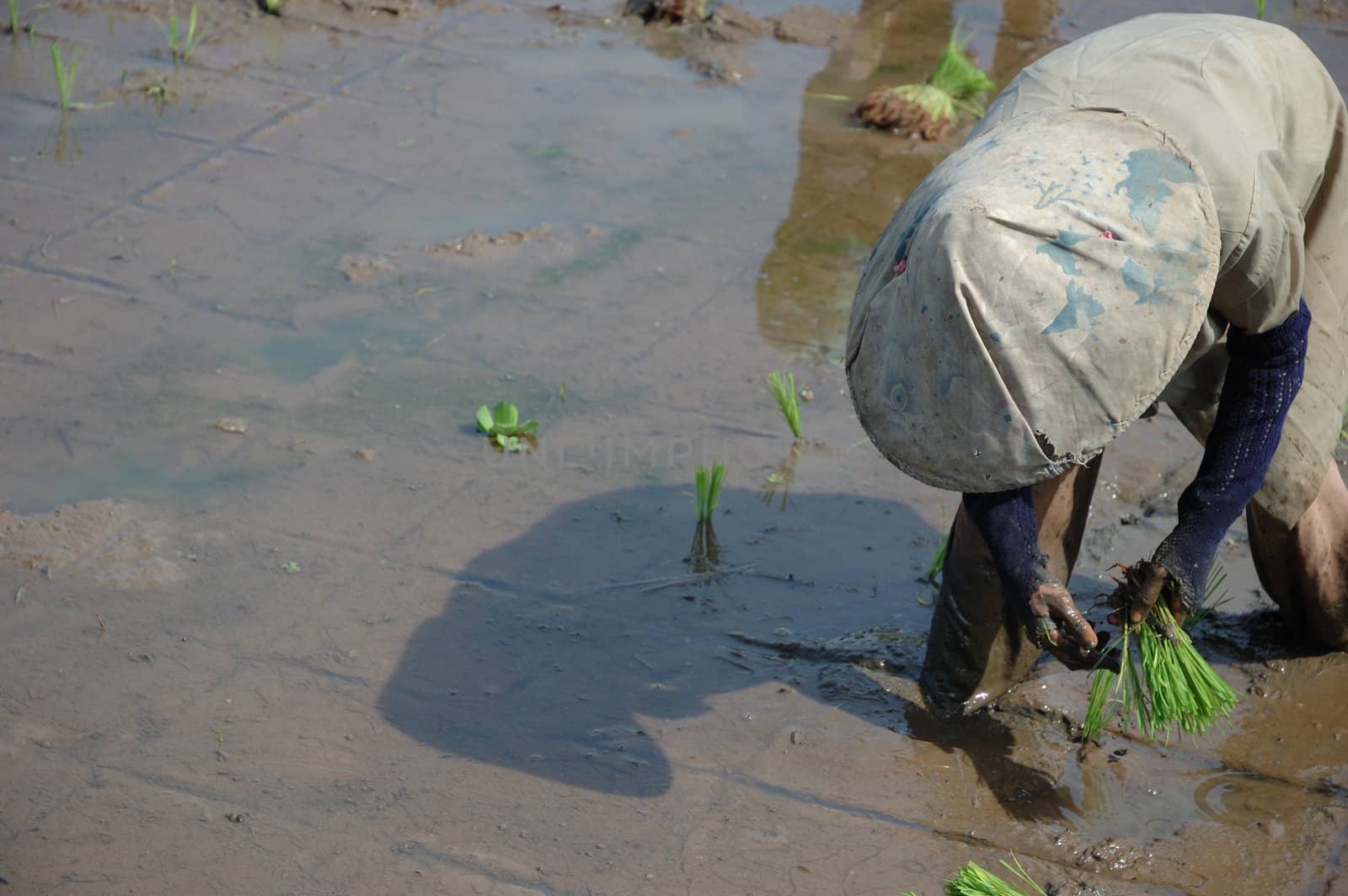 farmer get planting paddies in their own ricefield