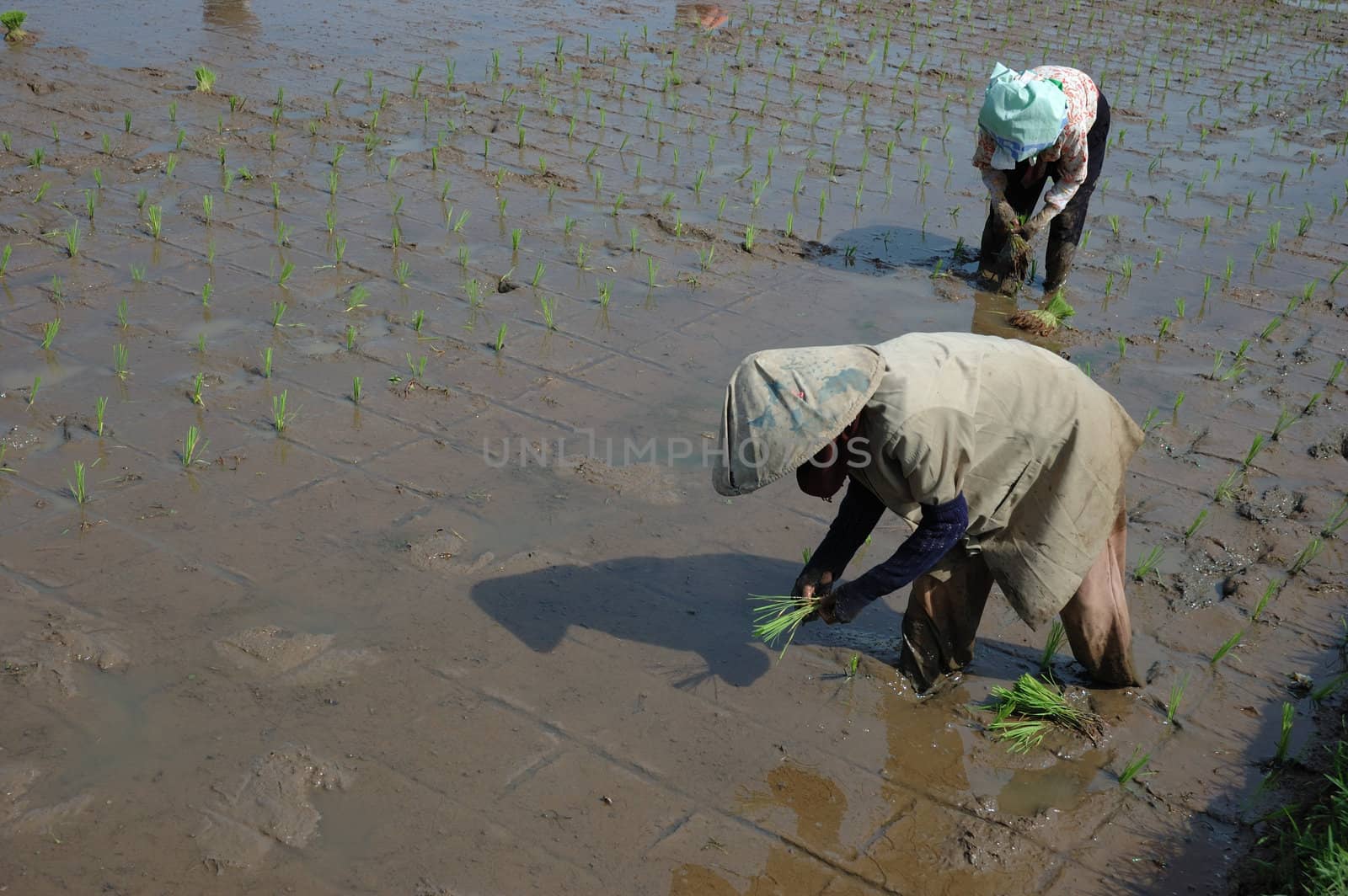 farmer get planting paddies in their own ricefield