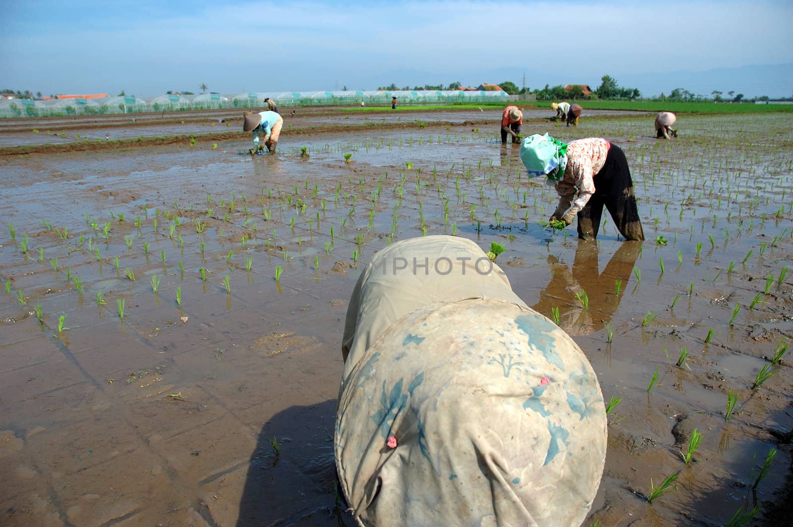 farmer get planting paddies in their own ricefield