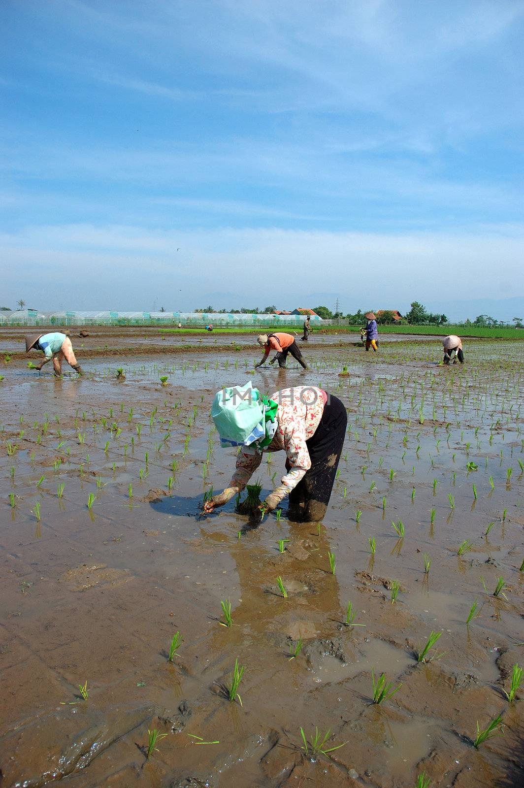 farmer get planting paddies in their own ricefield