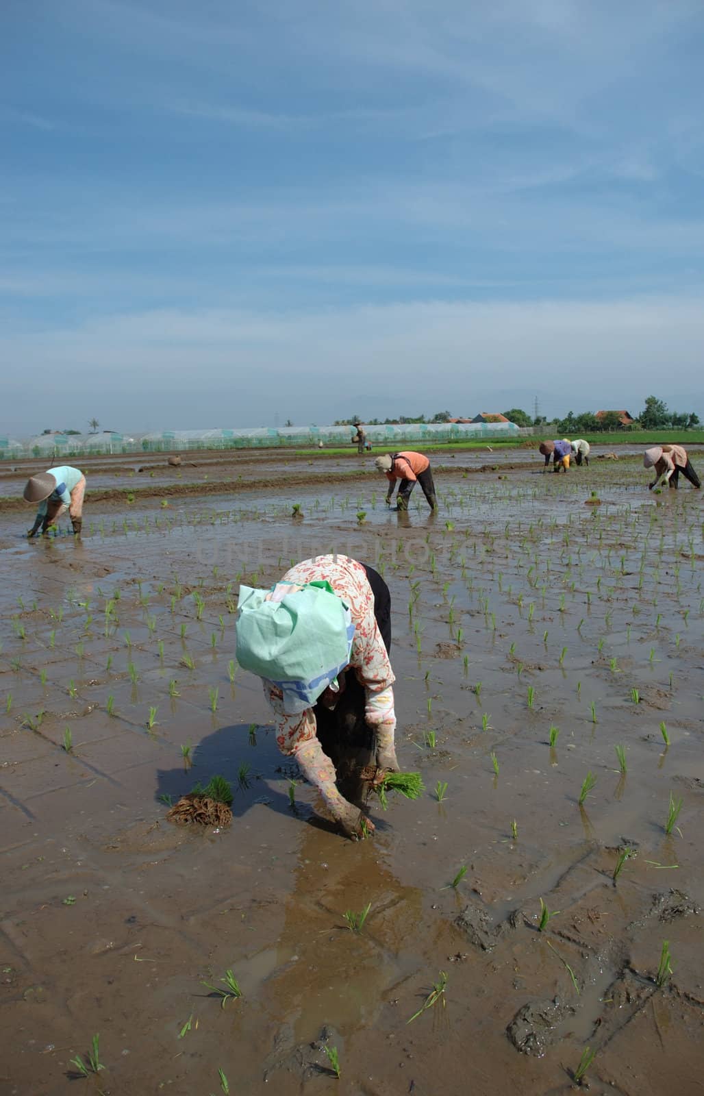 farmer get planting paddies in their own ricefield