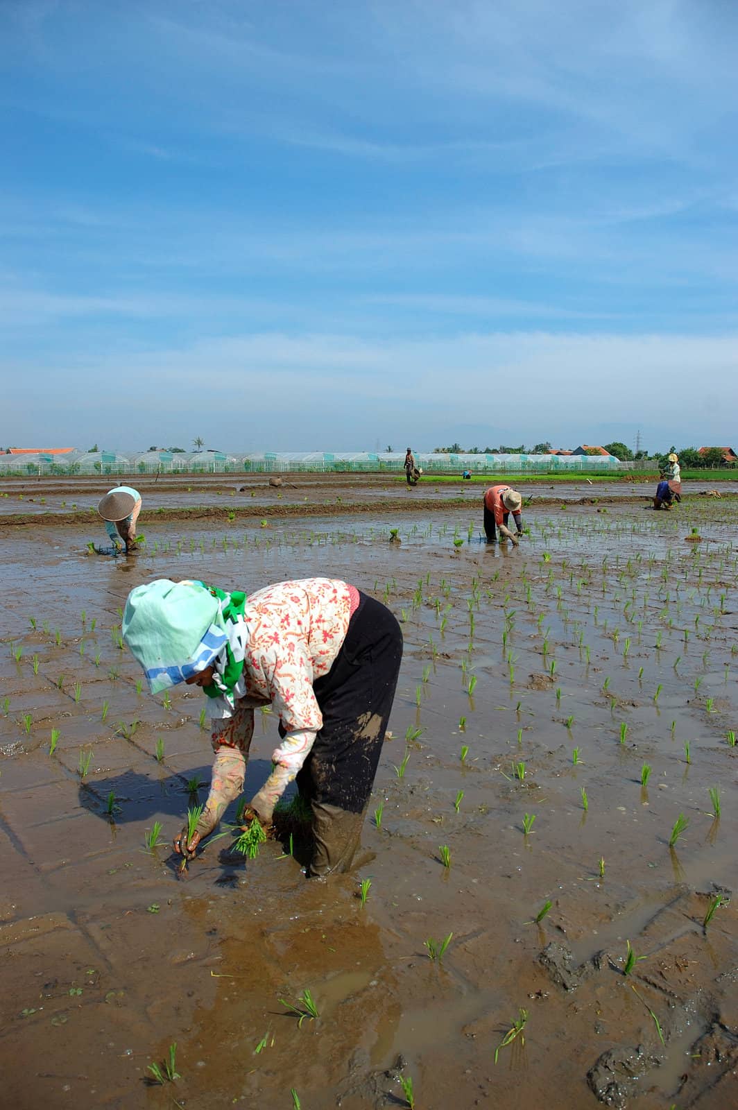 farmer get planting paddies in their own ricefield
