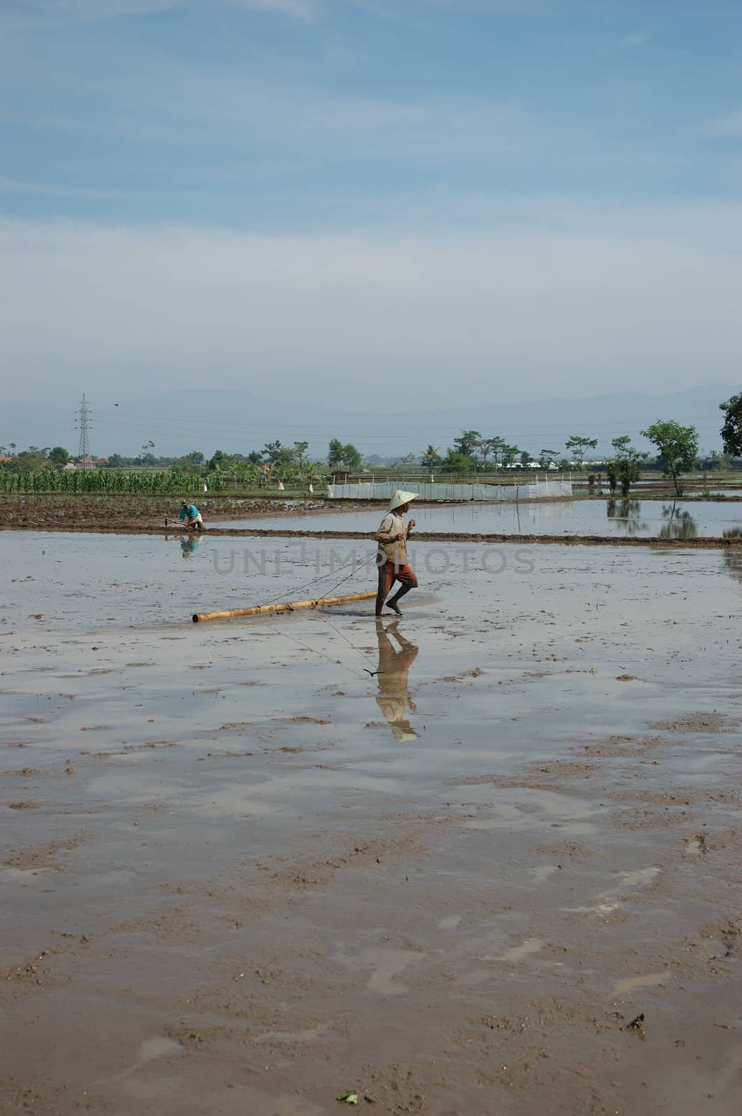 field of rice paddies in tropical paradise