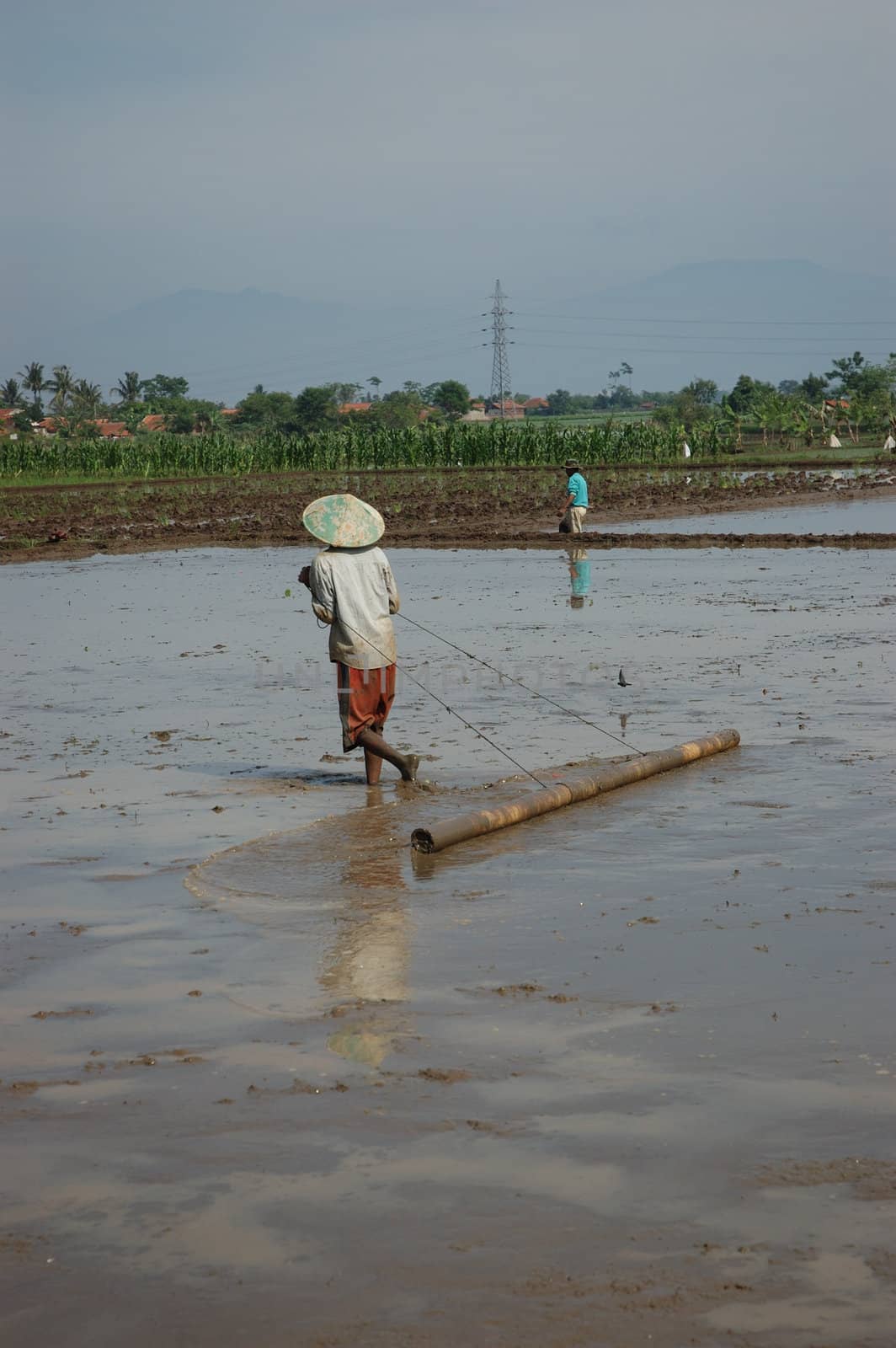 field of rice paddies in tropical paradise