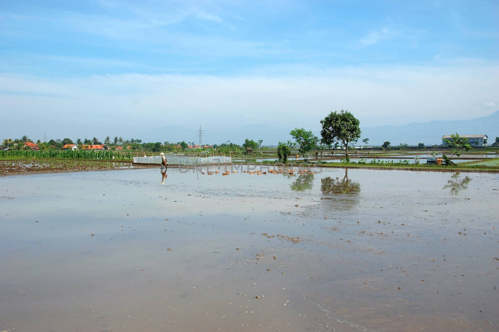 field of rice paddies in tropical paradise