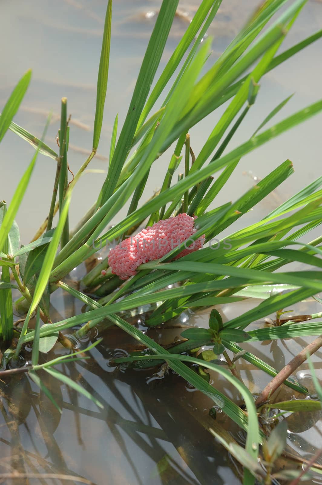 snail egg that founded in rice paddies plant