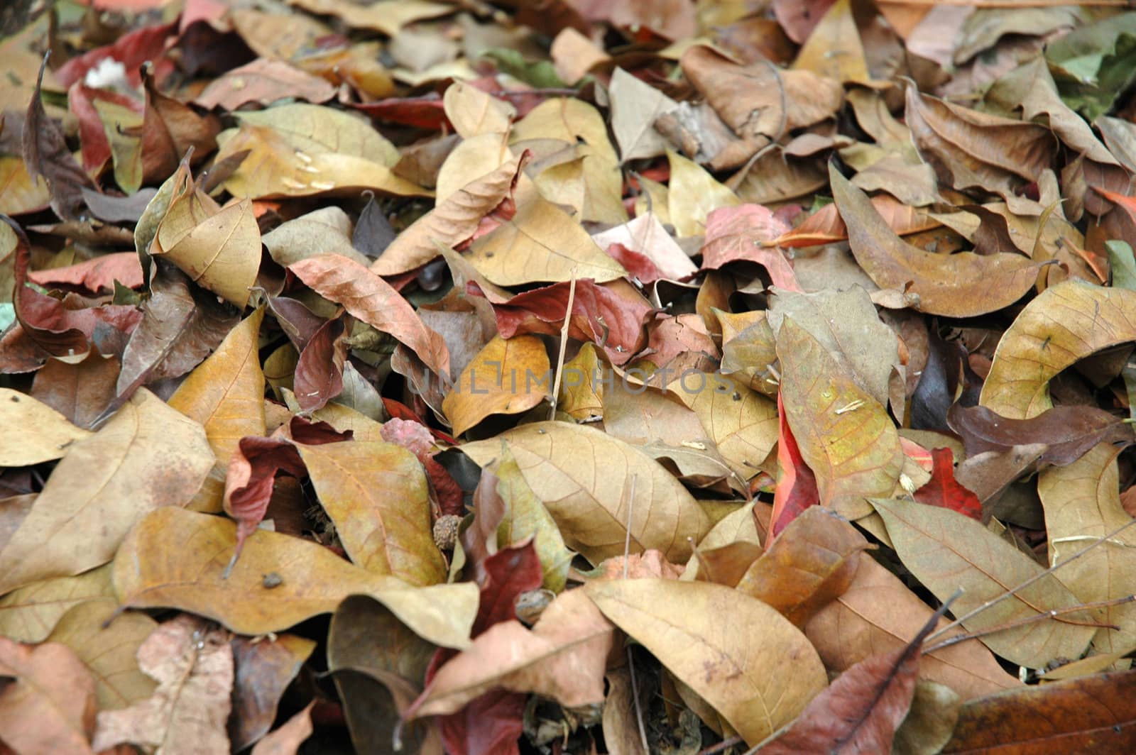 photograph of dry leaf that good for background