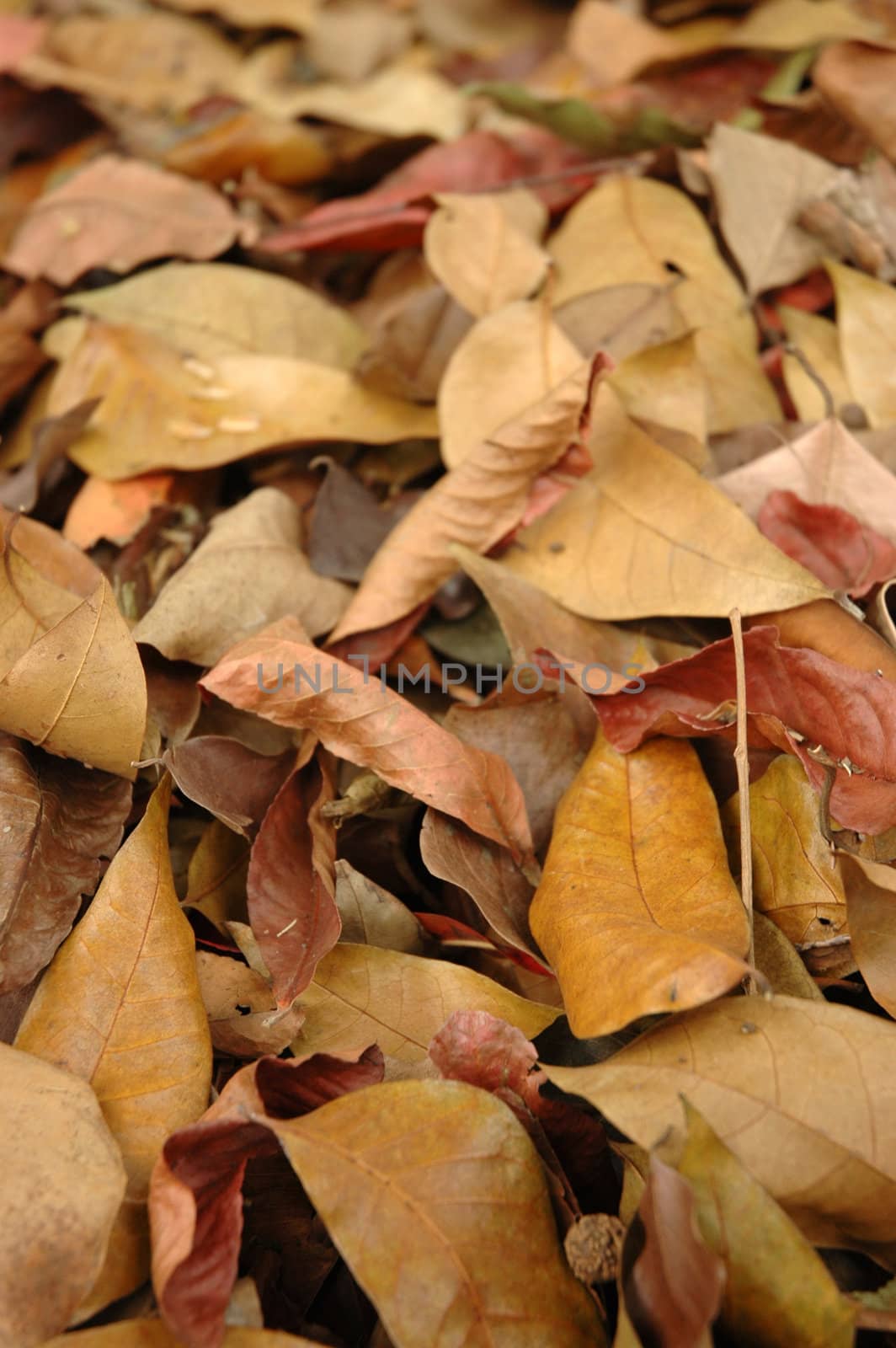 photograph of dry leaf that good for background
