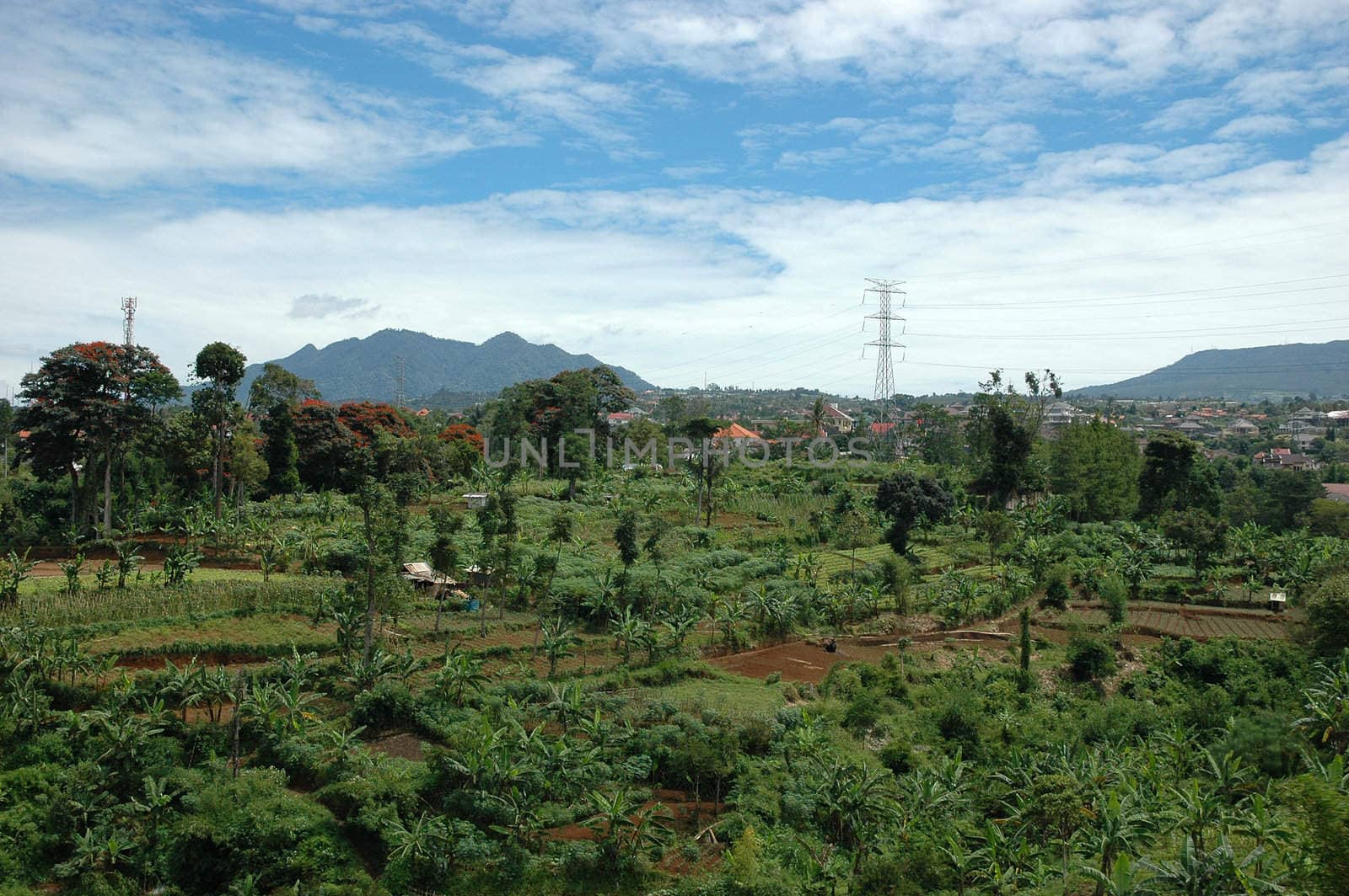 panoramic view of mountain hill with many plant and trees