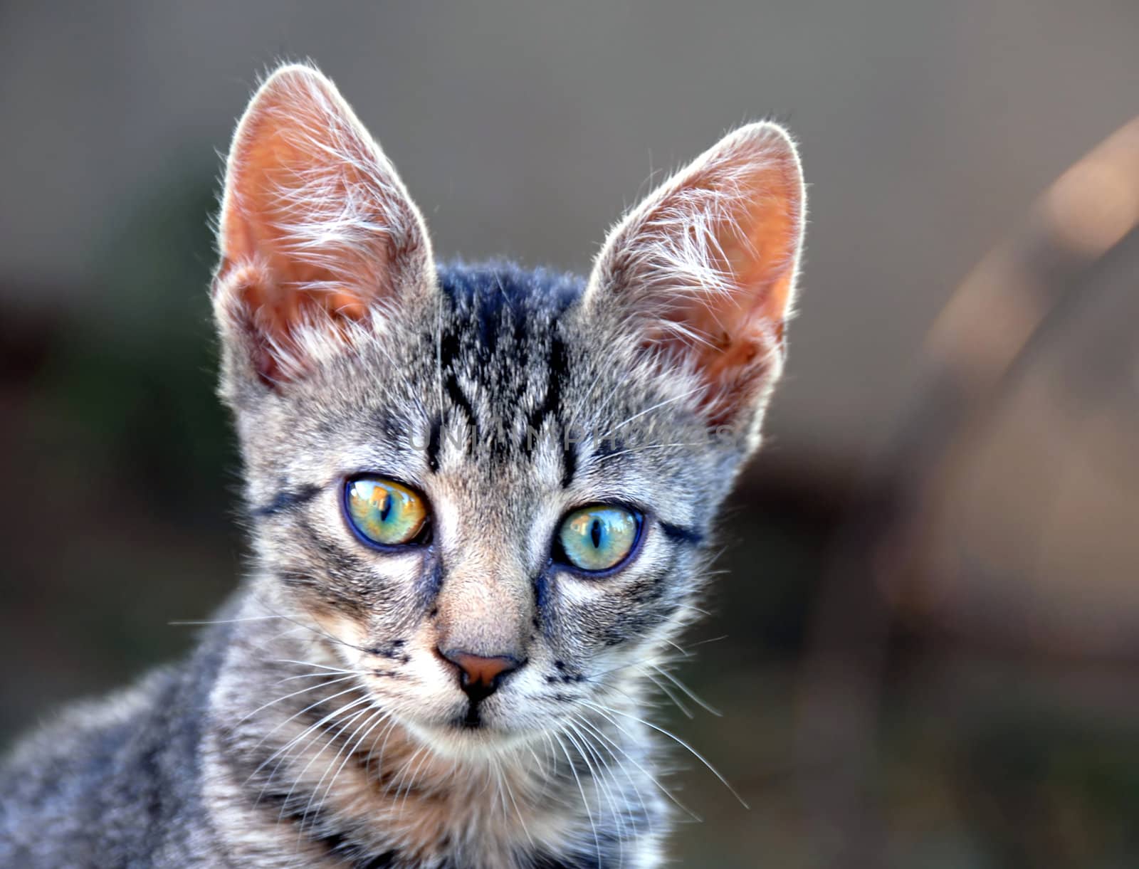 young cute domestic cat portrait over gray background