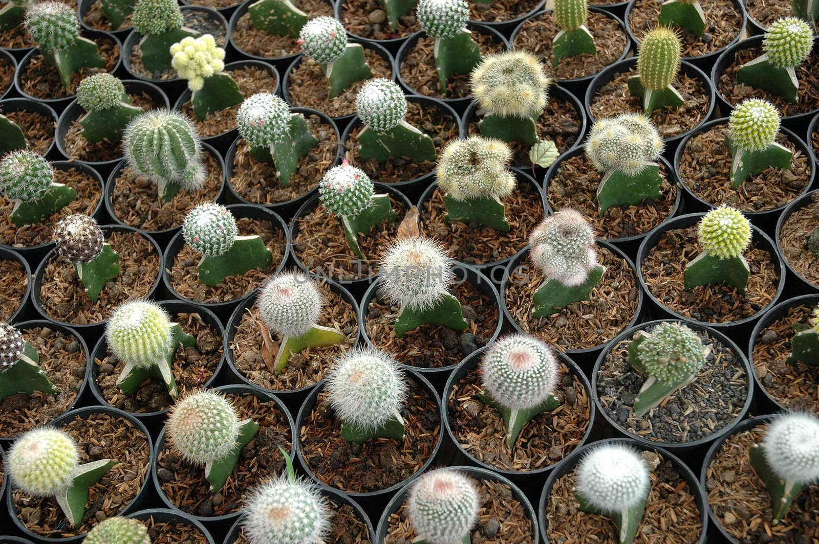 close up view of cactus that growth well in indonesia