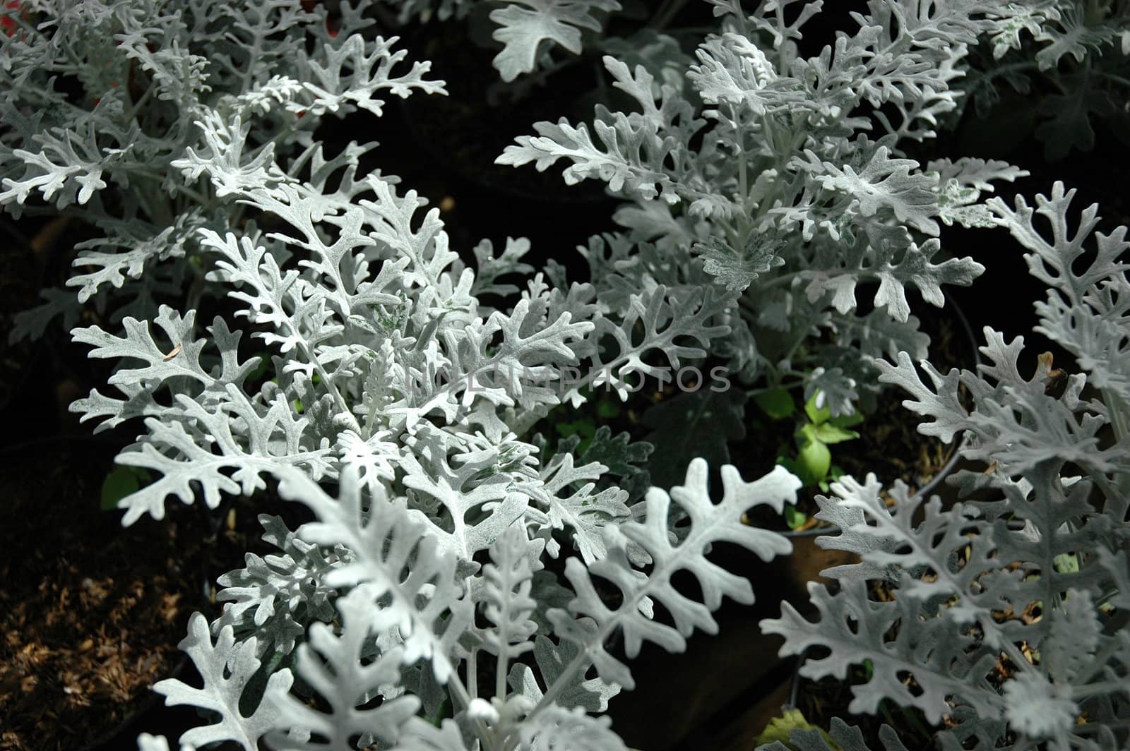 tropical flower that growth well in indonesia