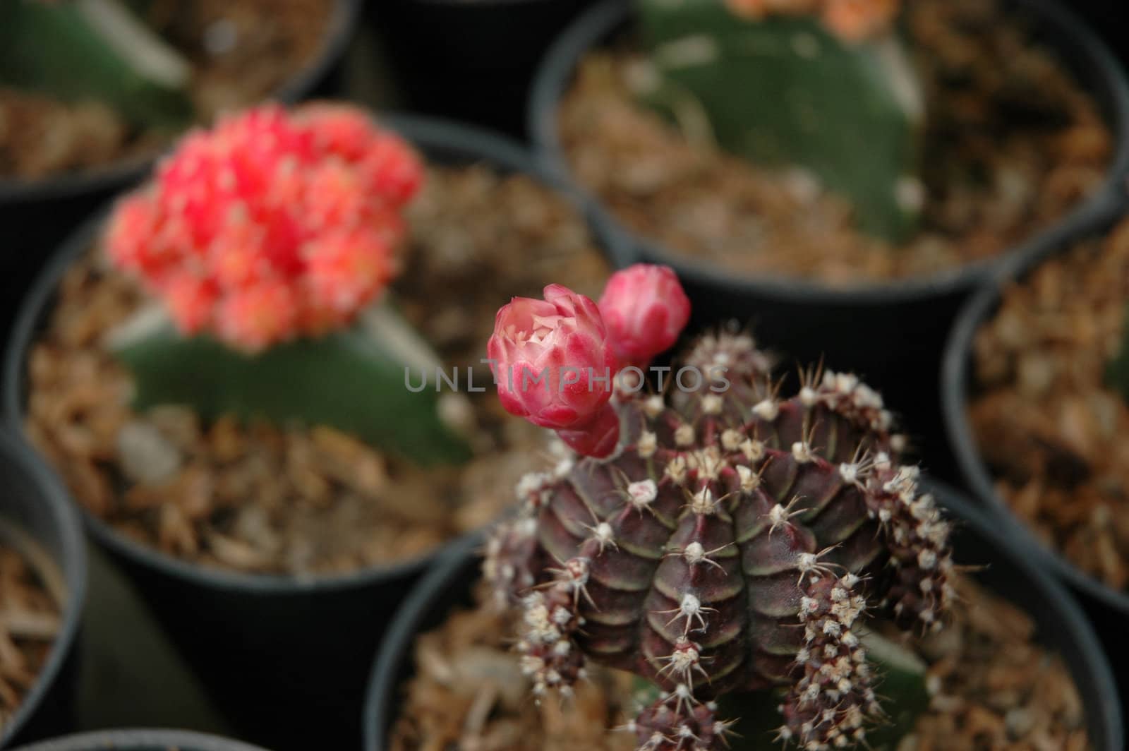 close up view of cactus that growth well in indonesia