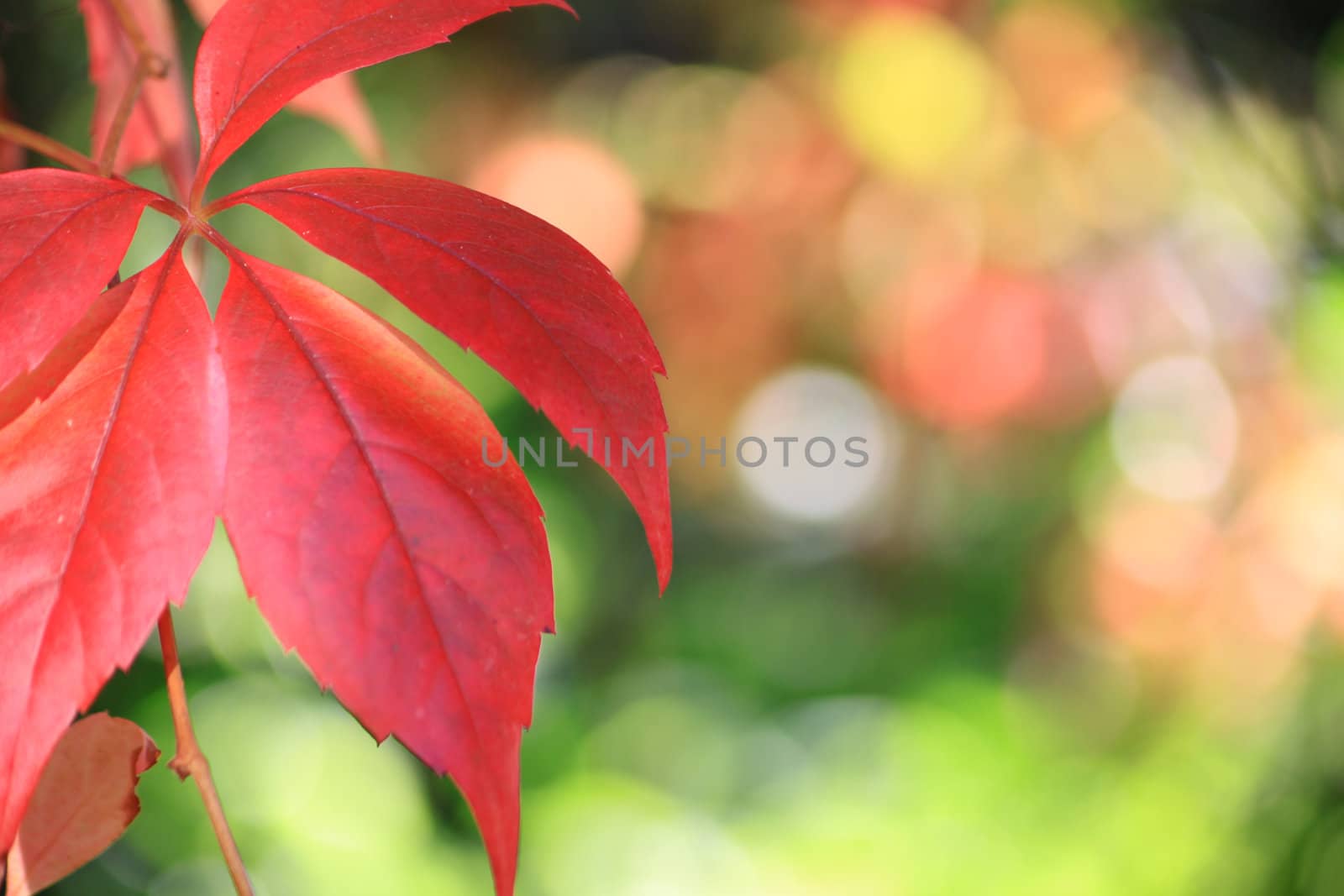 Landscape format image of red autumn leaves set to the left of the image with a soft focus foliage background. Space for copy etc to right of image.