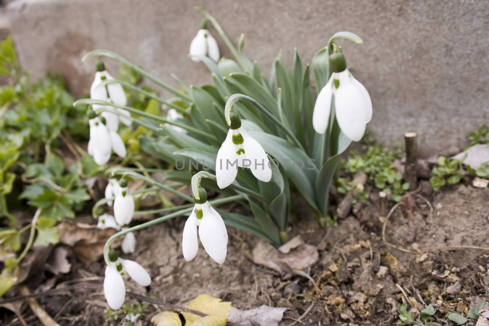 snowdrops