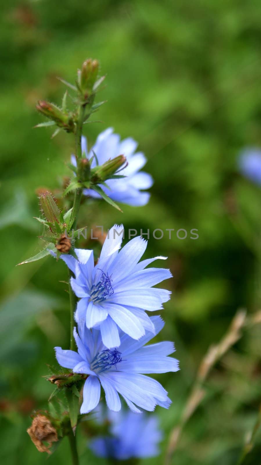 summer flower by mariola_garula