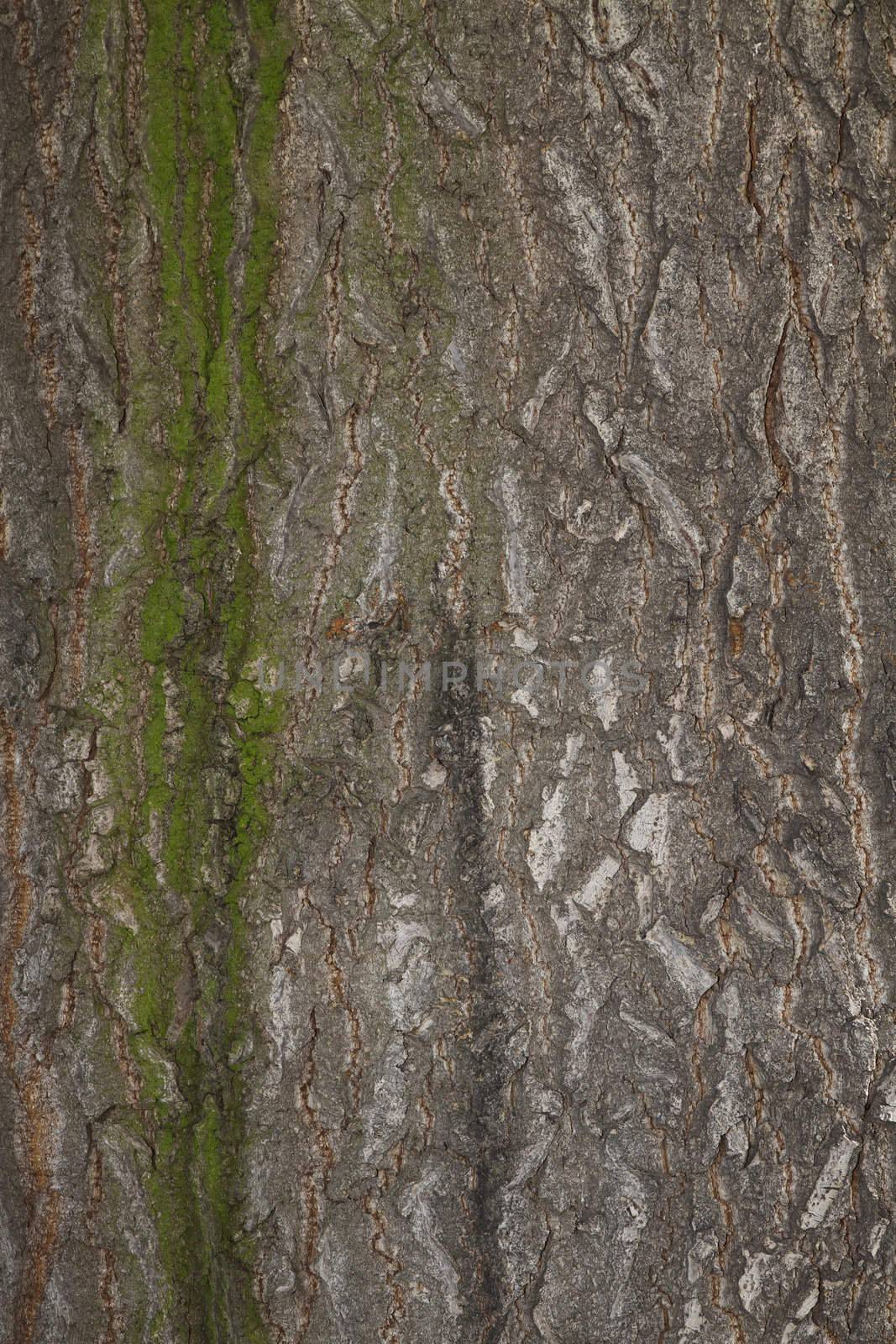 background chestnut tree bark by RobStark