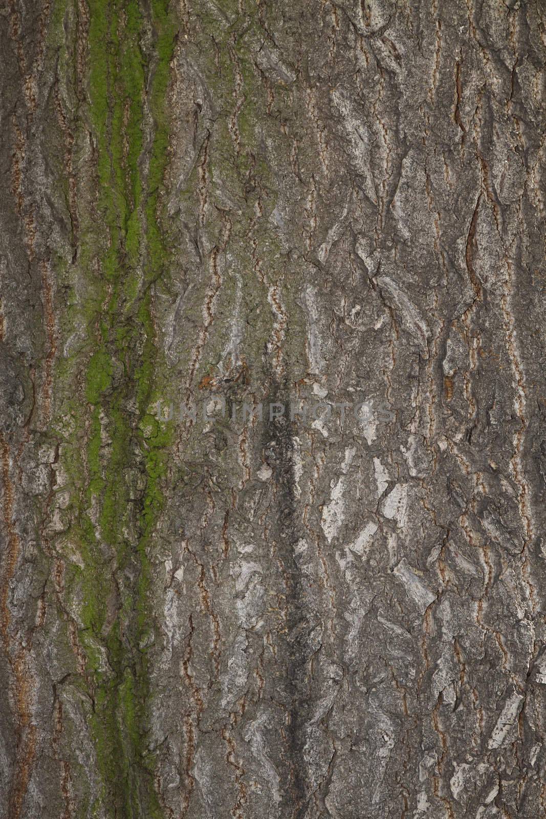 background or texture of a chestnut tree bark with some moss