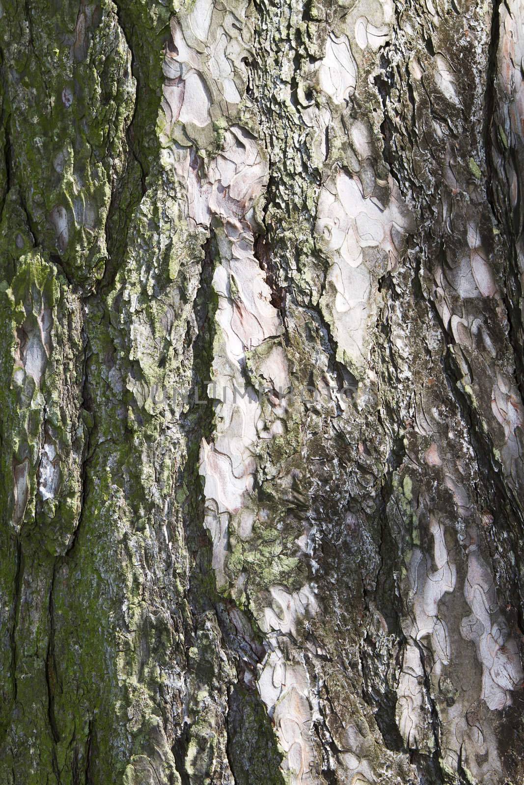 background or texture of a pine bark