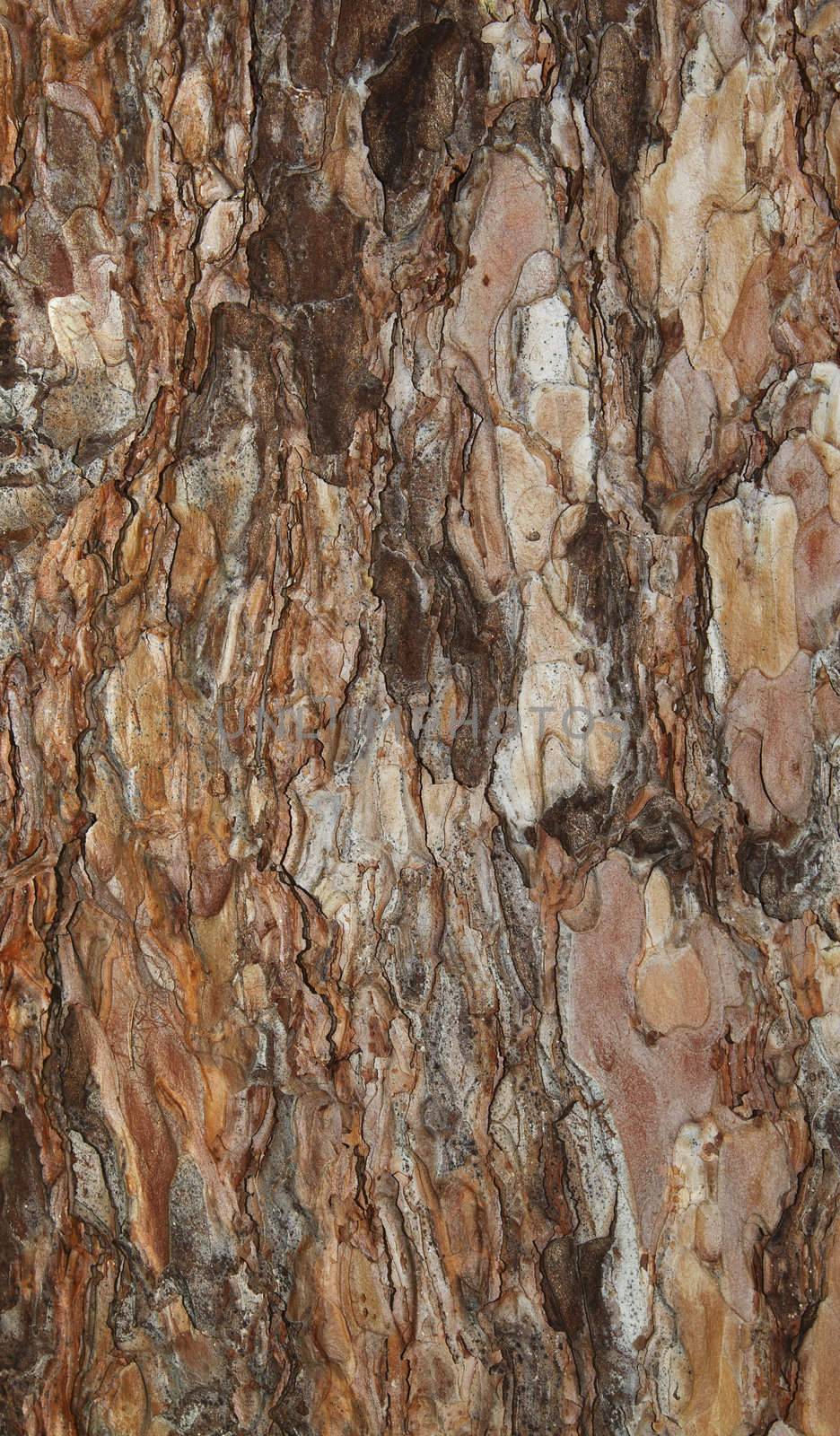 background or texture of a spruce bark
