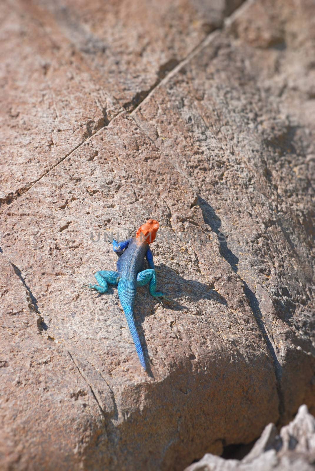 Red-headed rock agama in the sun on a stone.