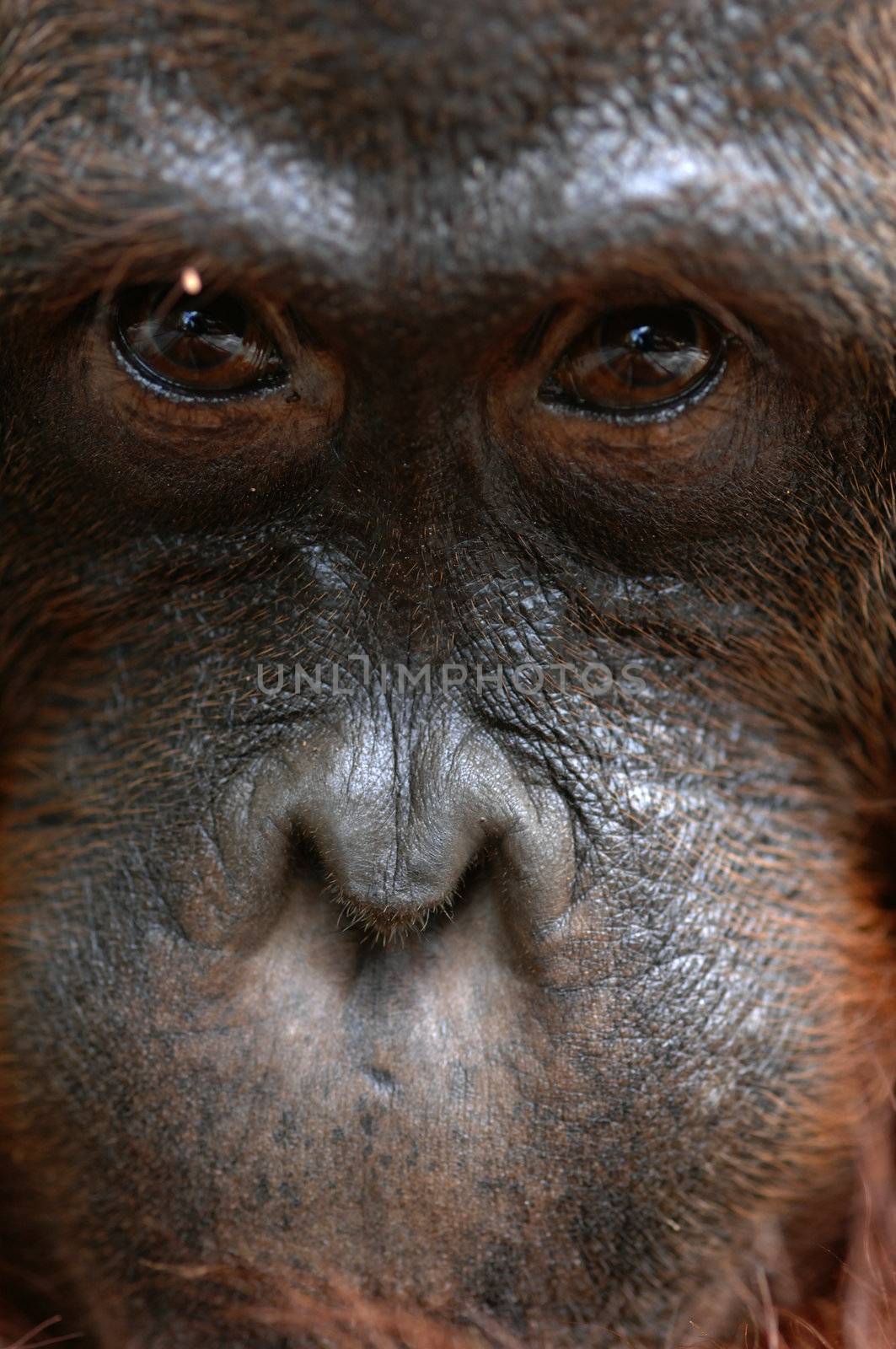 Orangutan Ben. A portrait of the young orangutan on a nickname Ben. Close up at a short distance