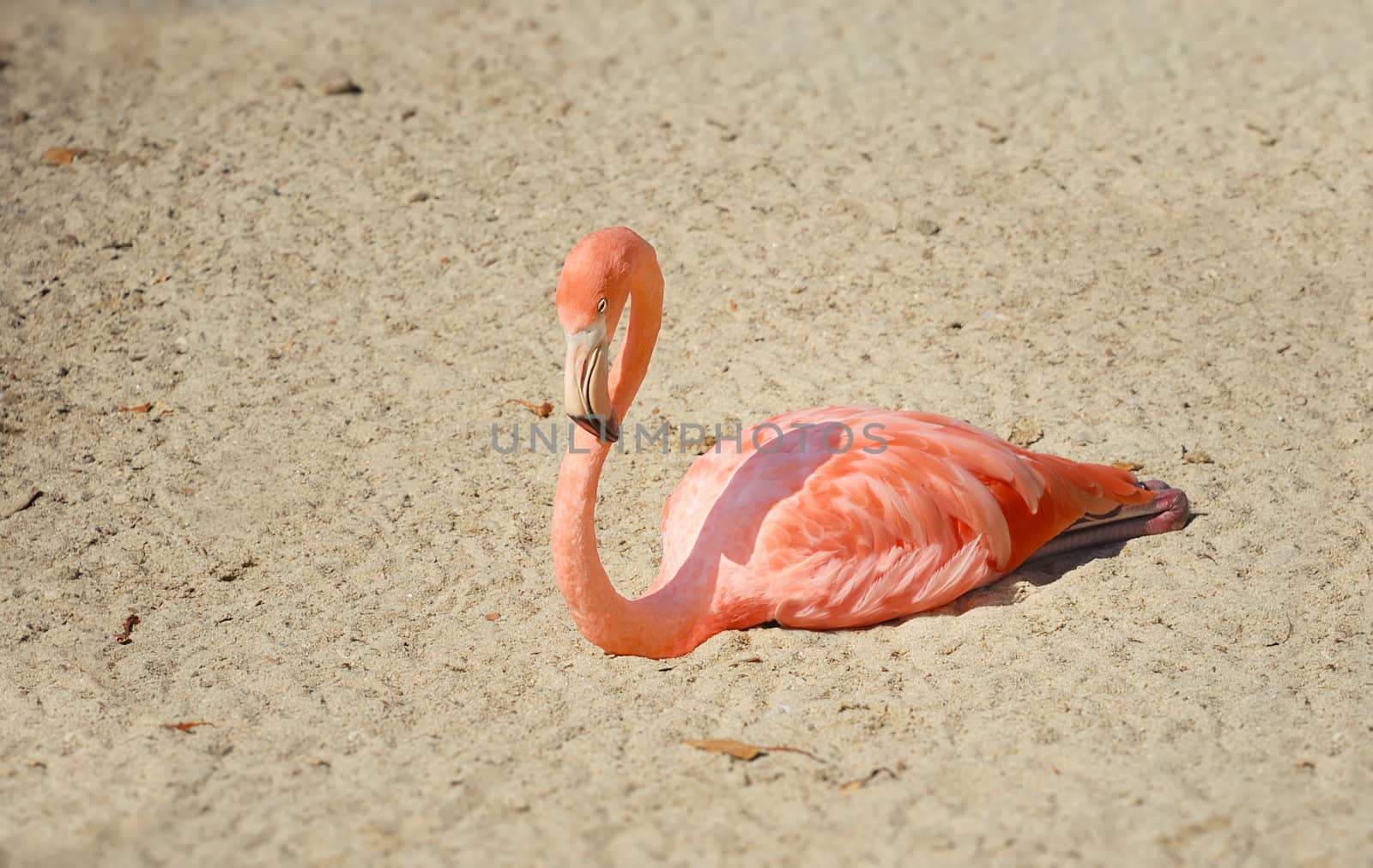 Flamingo is resting on the sand in the sun.
