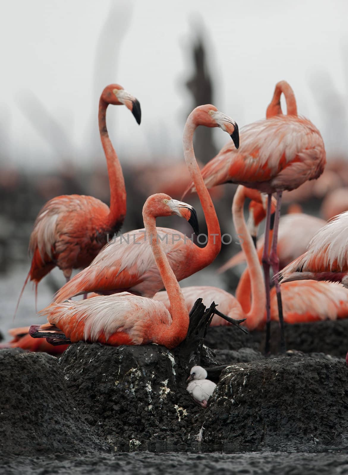 Colony of Great Flamingo  the  on nests. Rio Maximo, Camaguey, Cuba..