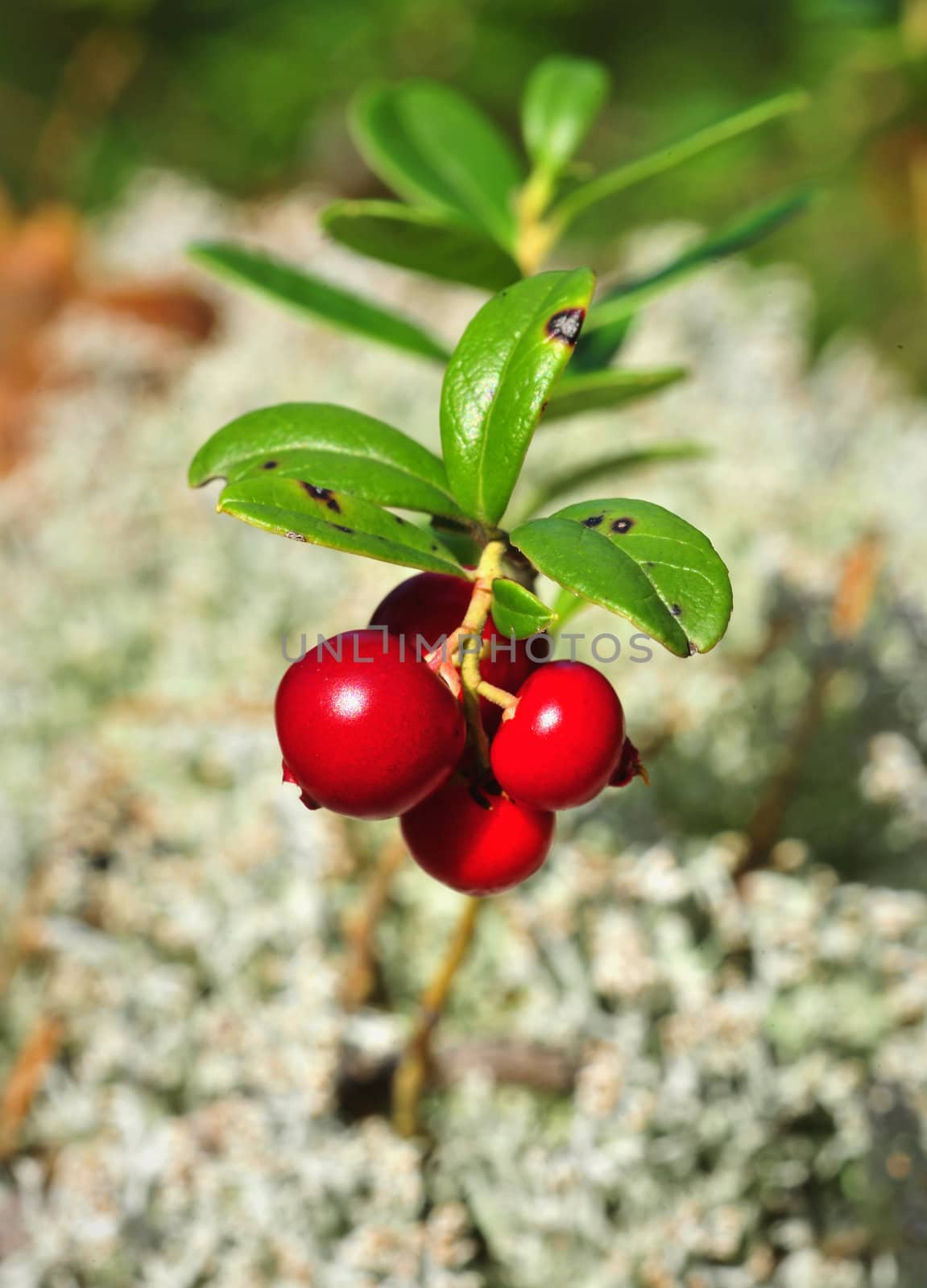 Cowberry or lingonberry (Vaccinium vitis-idaea ). Brightly red berries a cowberry in greens