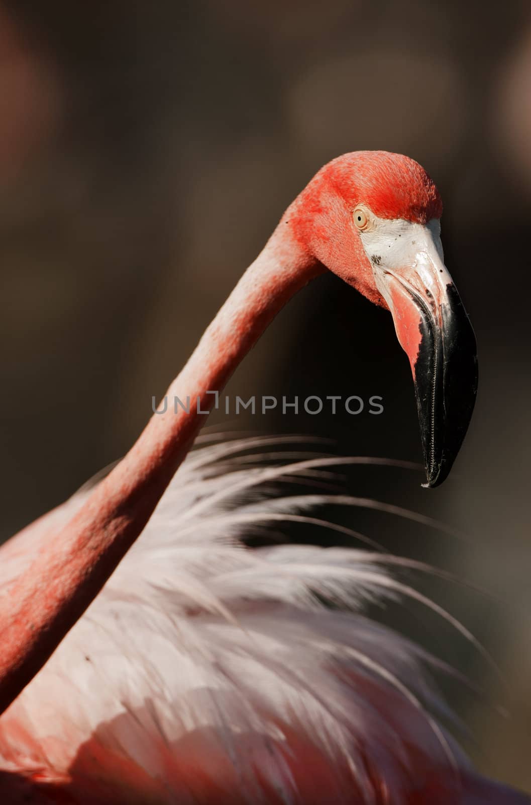 Portrait of the American Flamingo. by SURZ