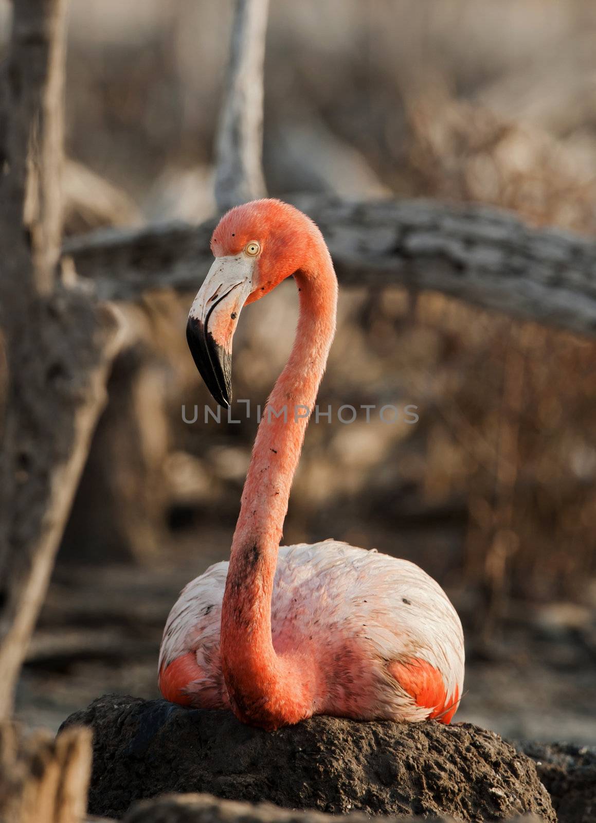 Portrait of the Caribbean flamingo. A portrait of the Caribbean flamingo on a nest. Close up
