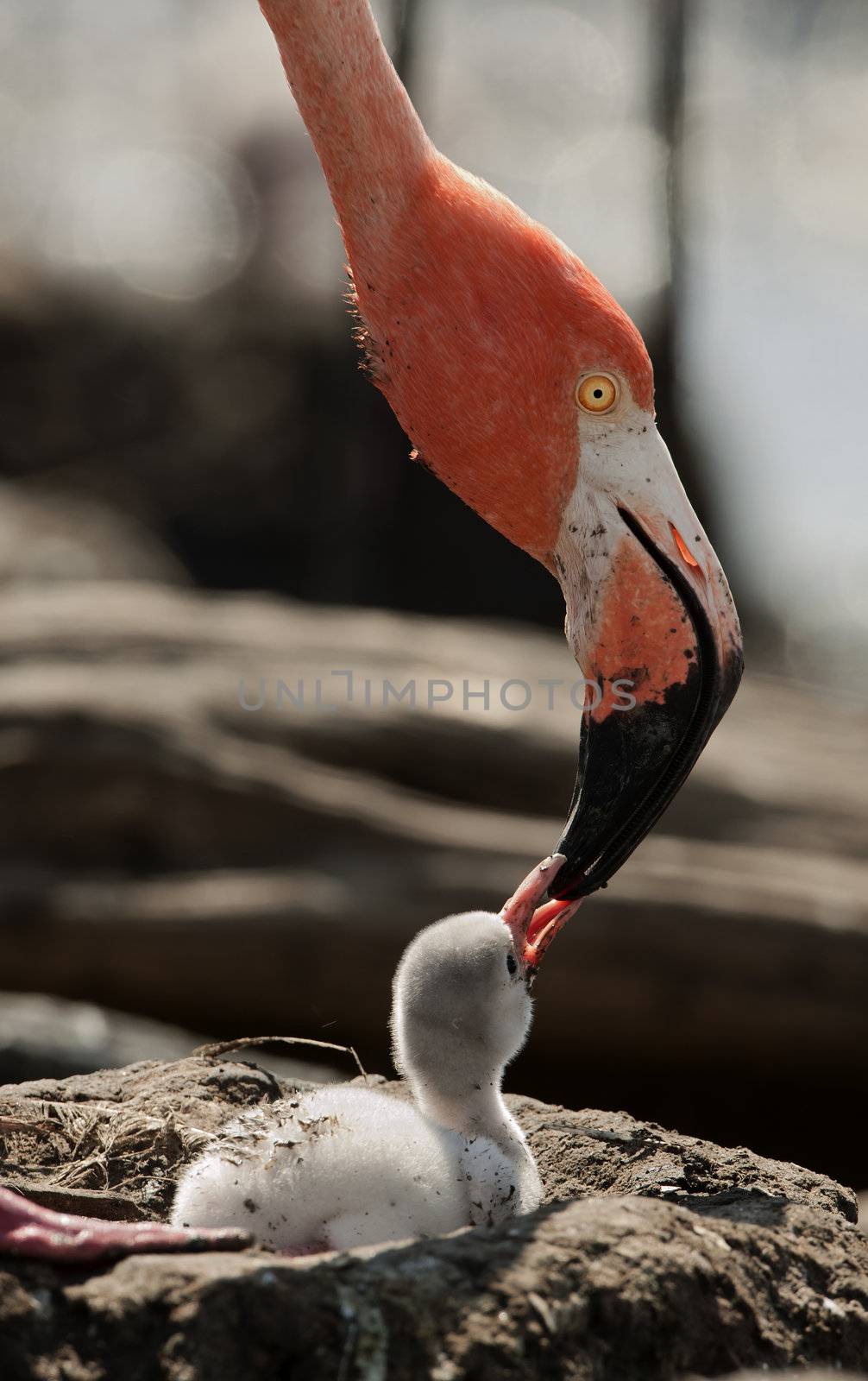 Baby bird of the Caribbean flamingo. A warm and fuzzy baby bird of the Caribbean flamingo near to the parent.