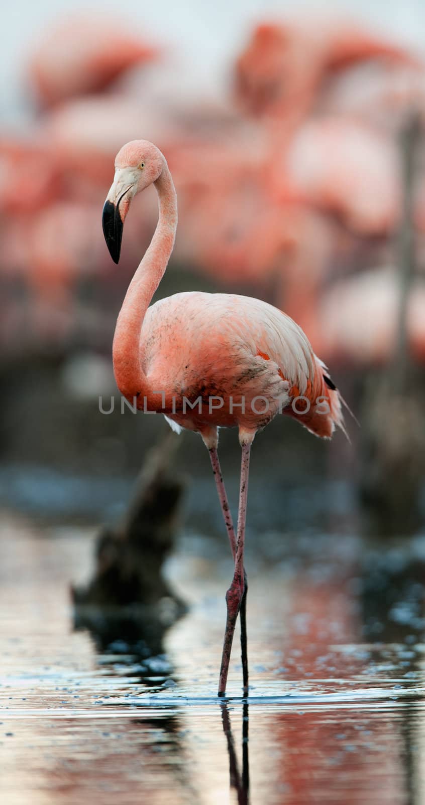 Portrait of the Caribbean flamingo. A portrait of the Caribbean flamingo. Close up