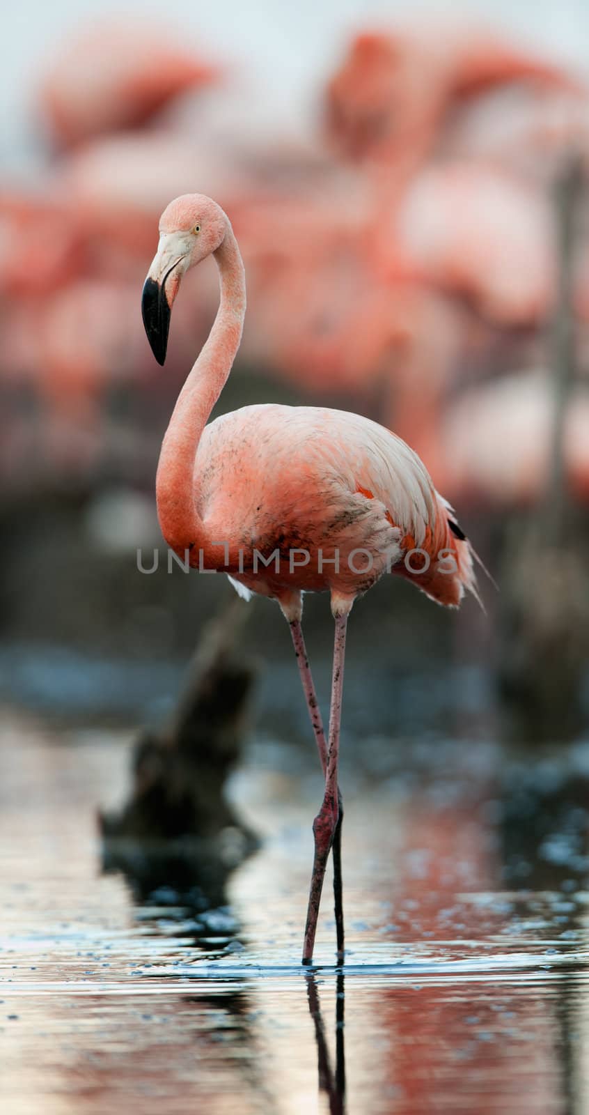 Portrait of the American Flamingo. by SURZ