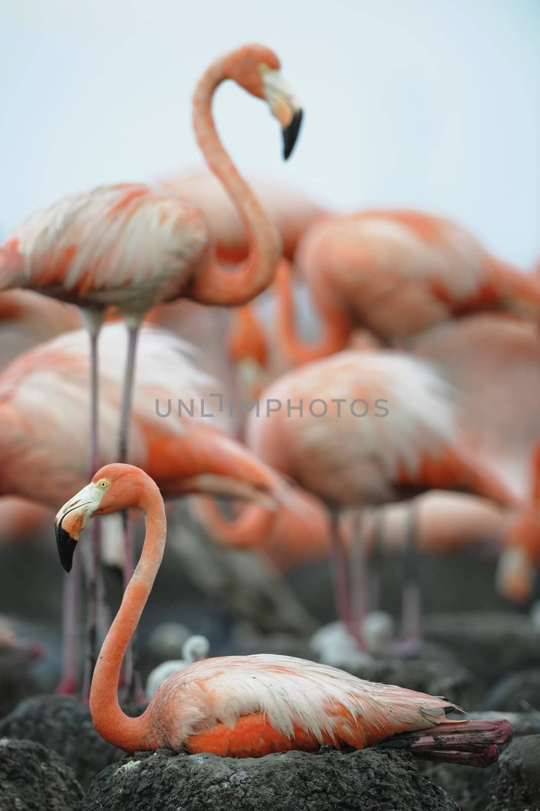 Portrait of the Caribbean flamingo. A portrait of the Caribbean flamingo on a nest. Close up