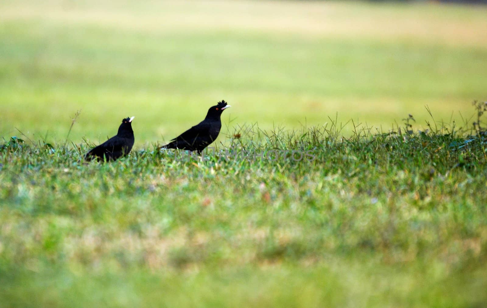 Two eight song birds stop on the grass