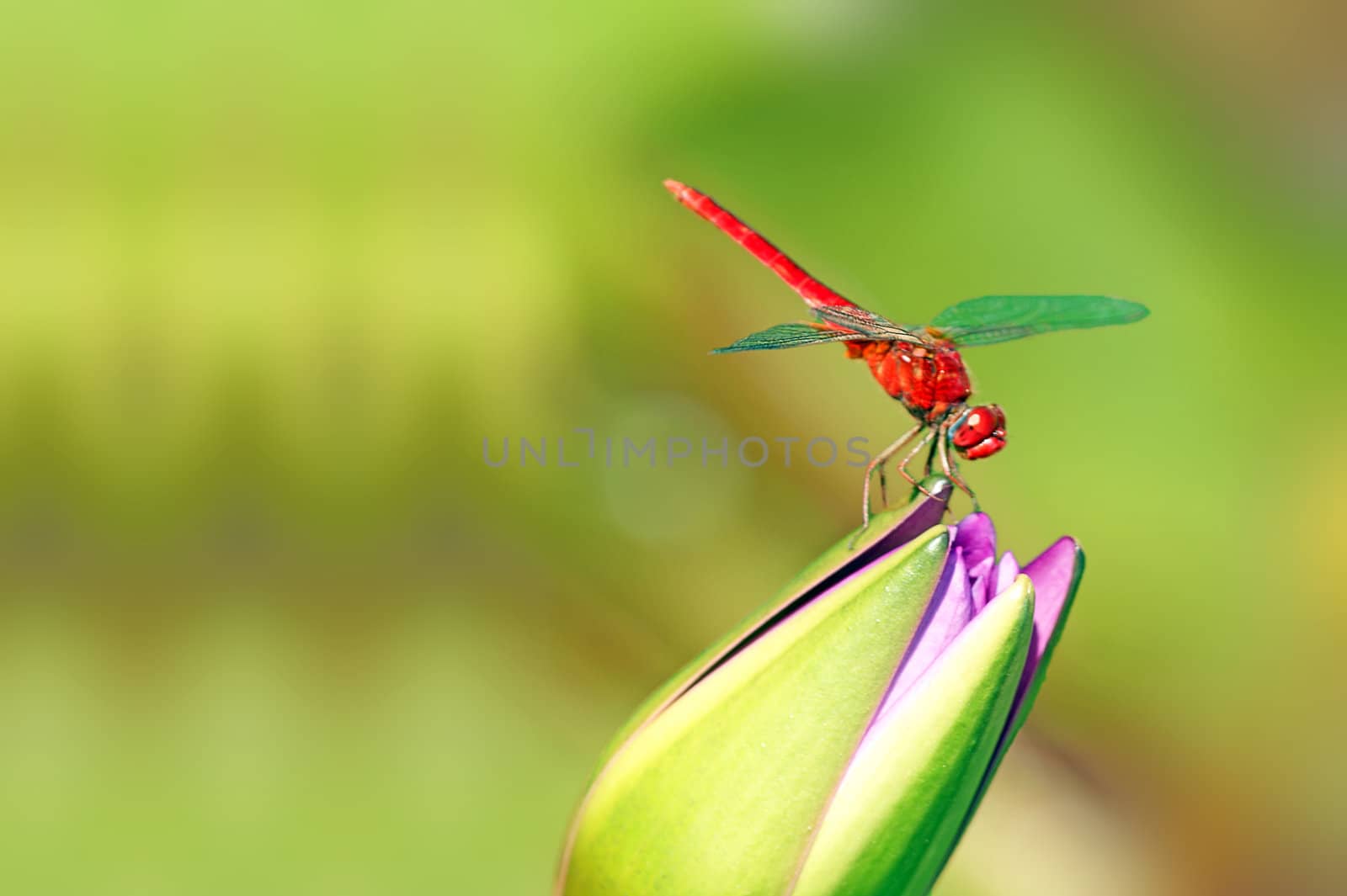 red dragonfly stop on the lotus flower