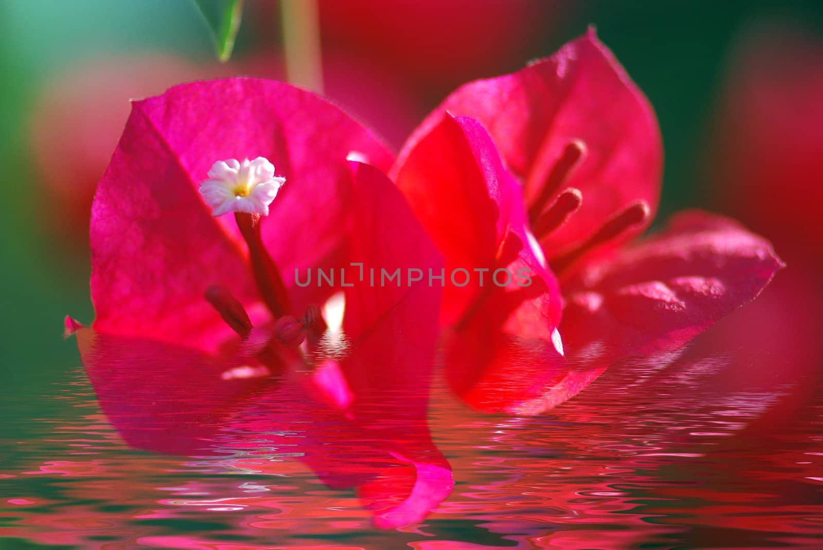 Bougainvillea bloom by xfdly5