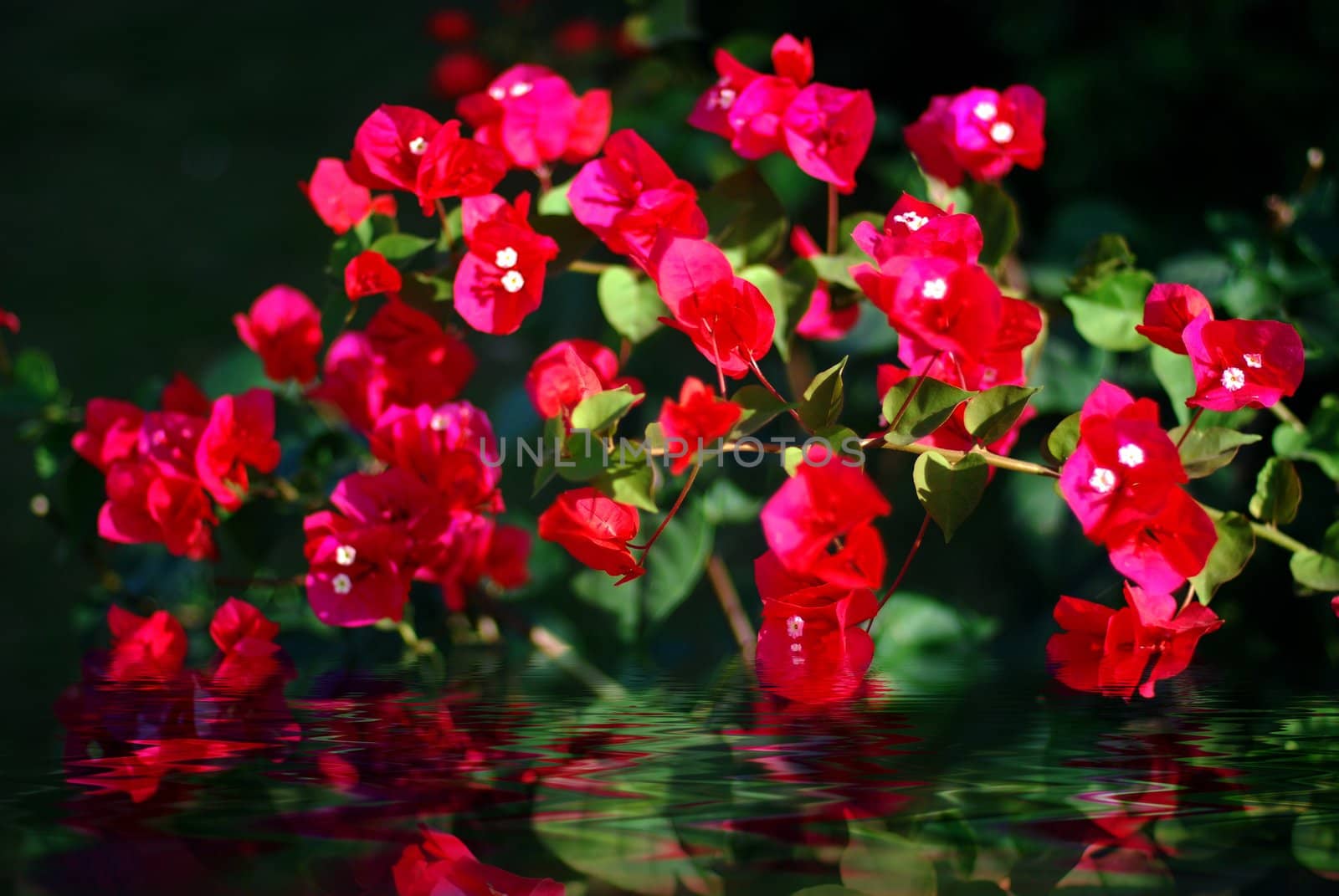 Red Bougainvillea and his reflection in water