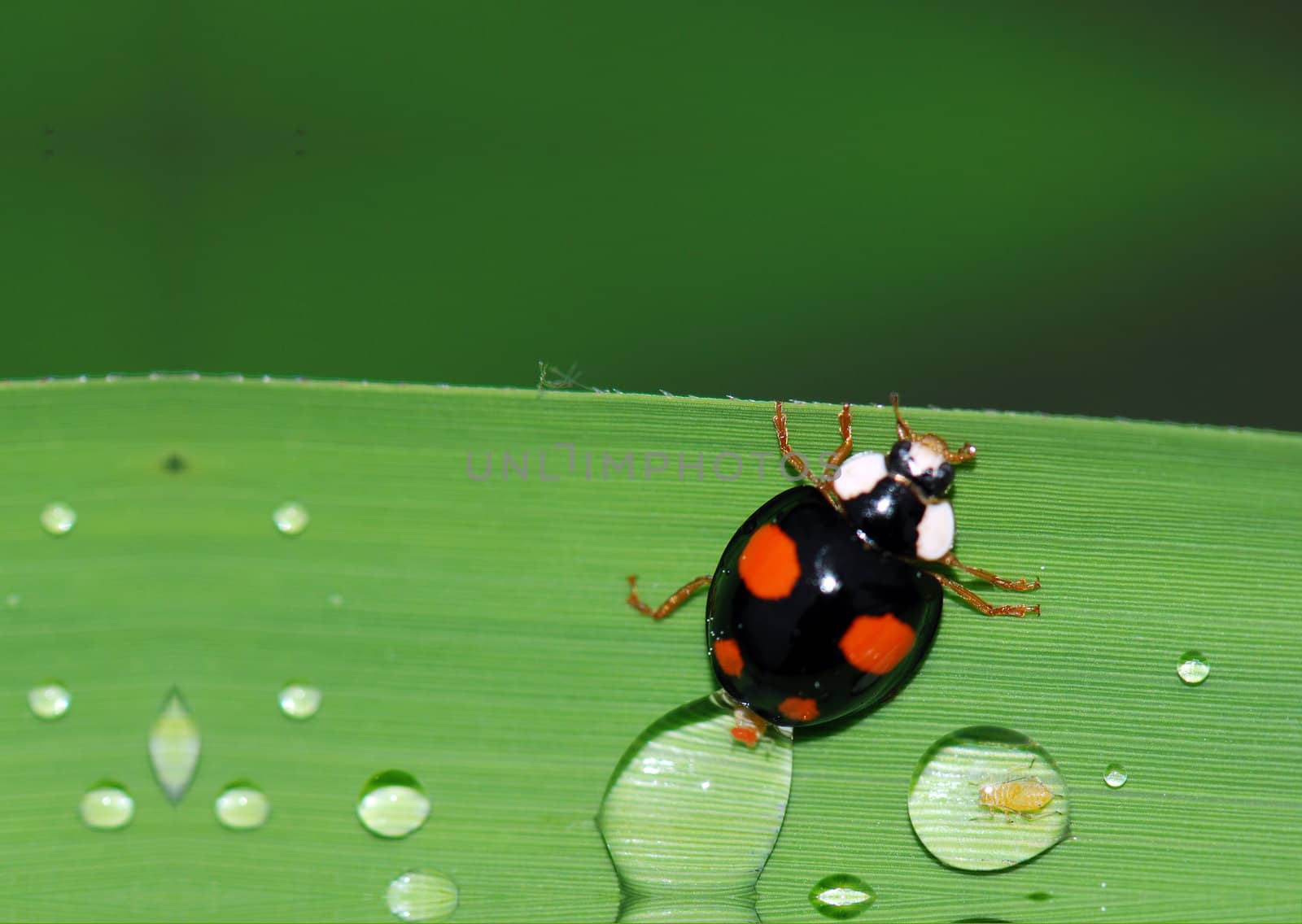 Ladybug by xfdly5