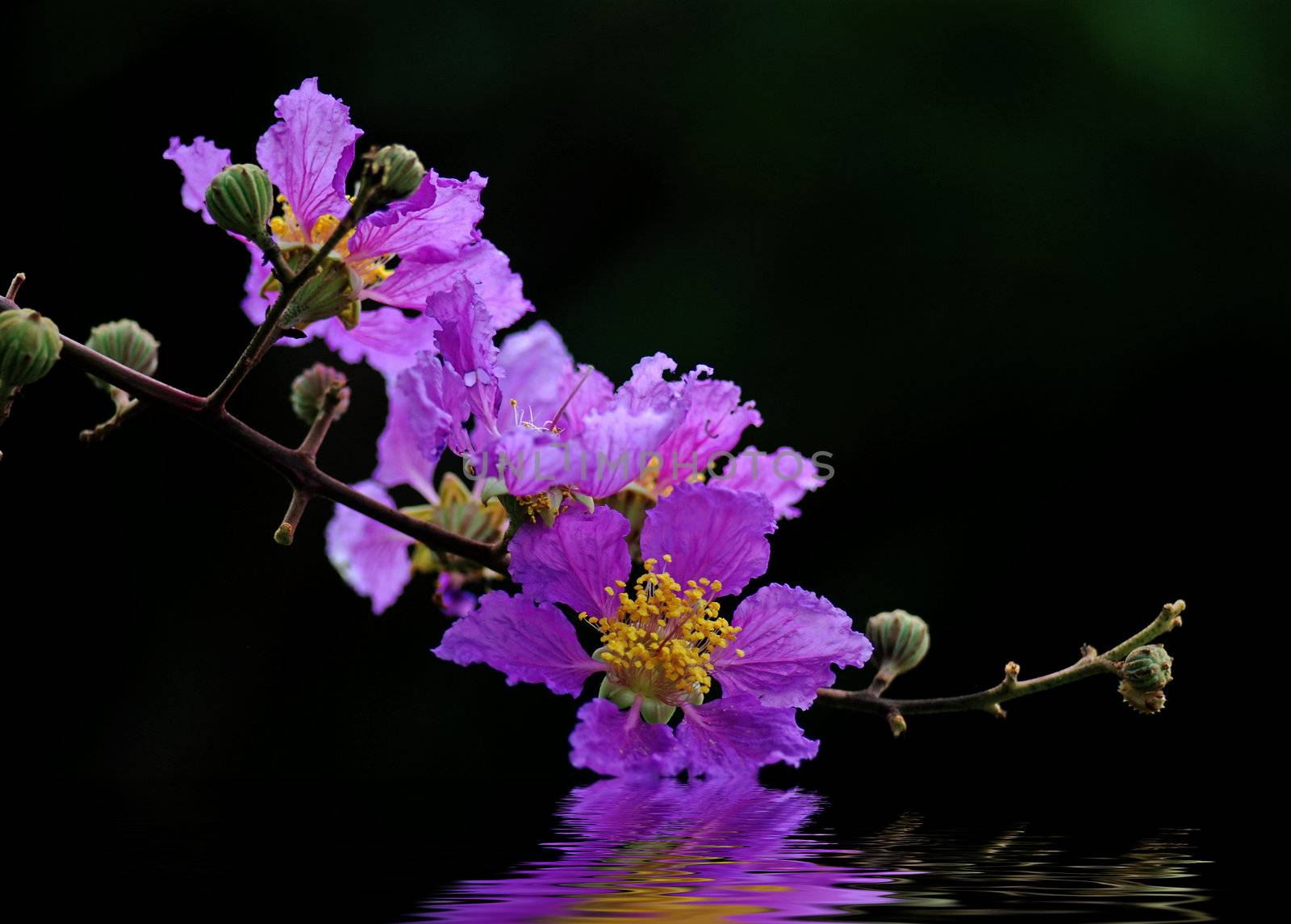 Crape myrtle and his reflection in water