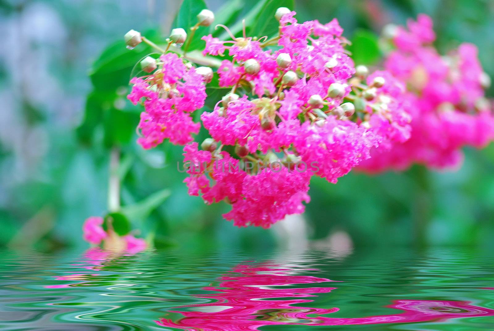 Crape myrtle and his reflection in water