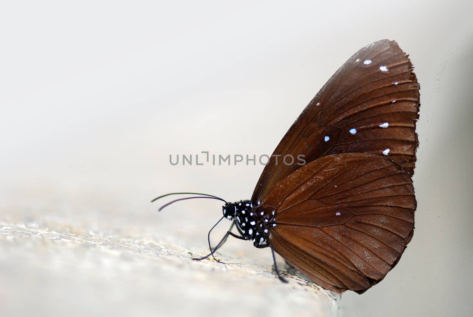 brown butterfly isolated on a white background