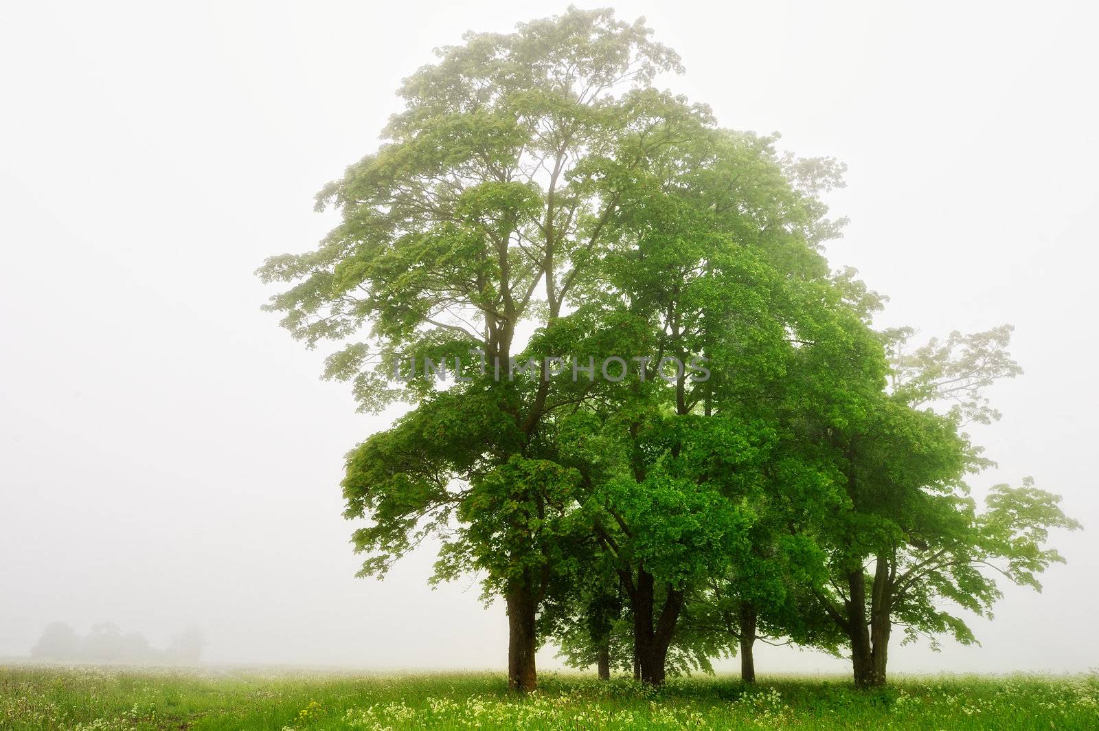 Group of trees on the field in the morning fog