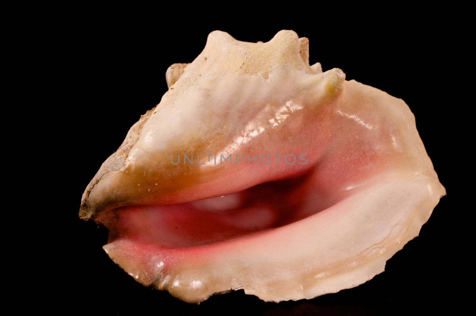 Conch Shell by shalomyoseph